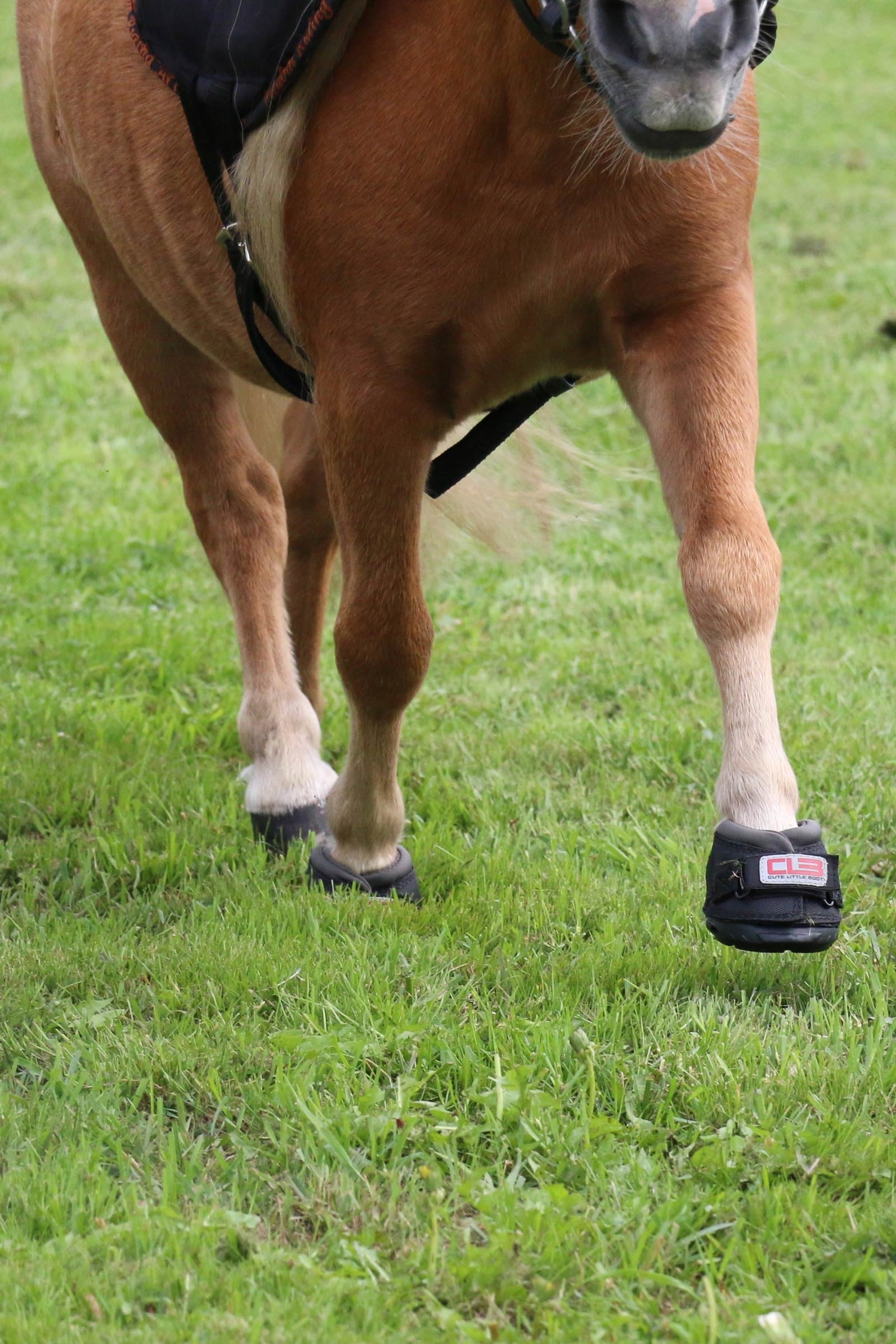 Cavallo Hoof Boots F.R.A. CLB Hoof Boots (regular/pair) Leg Protection & Hoof Protection for Horses