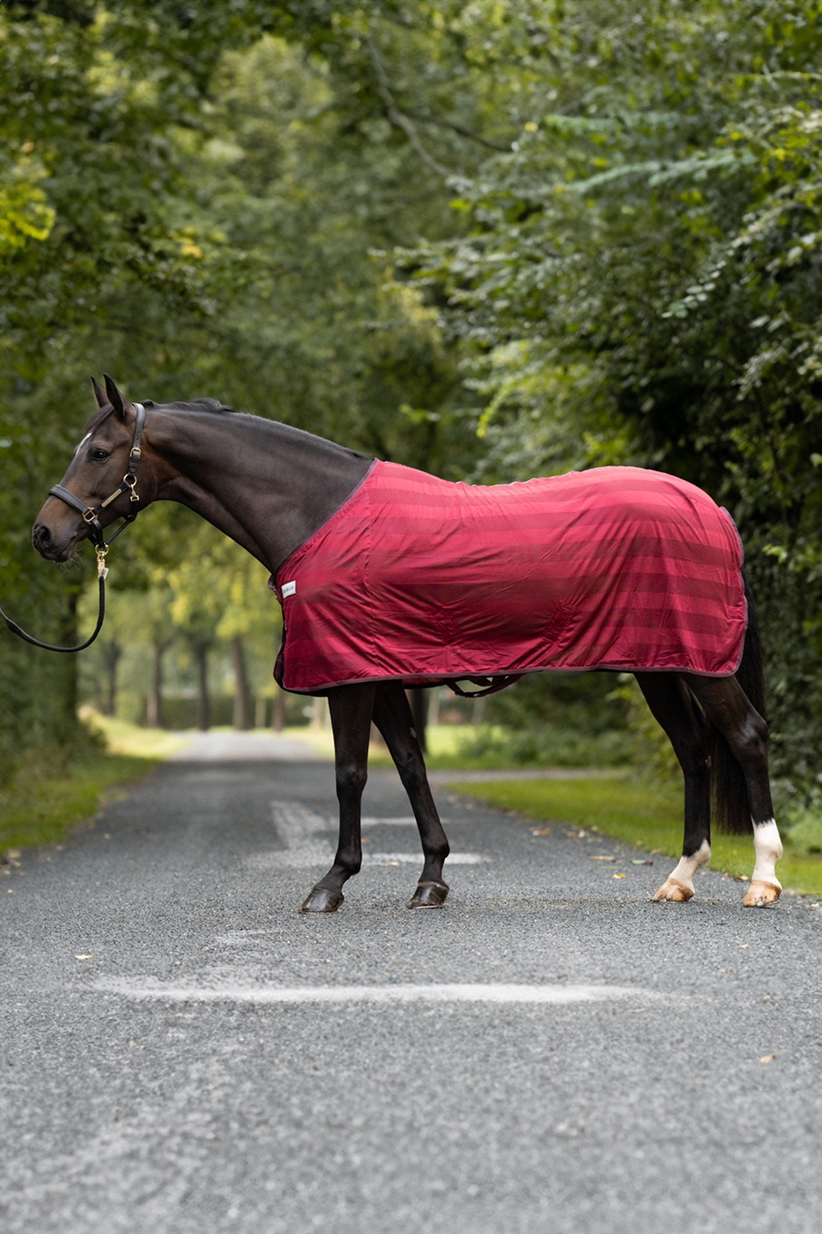 Kavalkade Couverture anti-mouches rayures Couvertures cheval