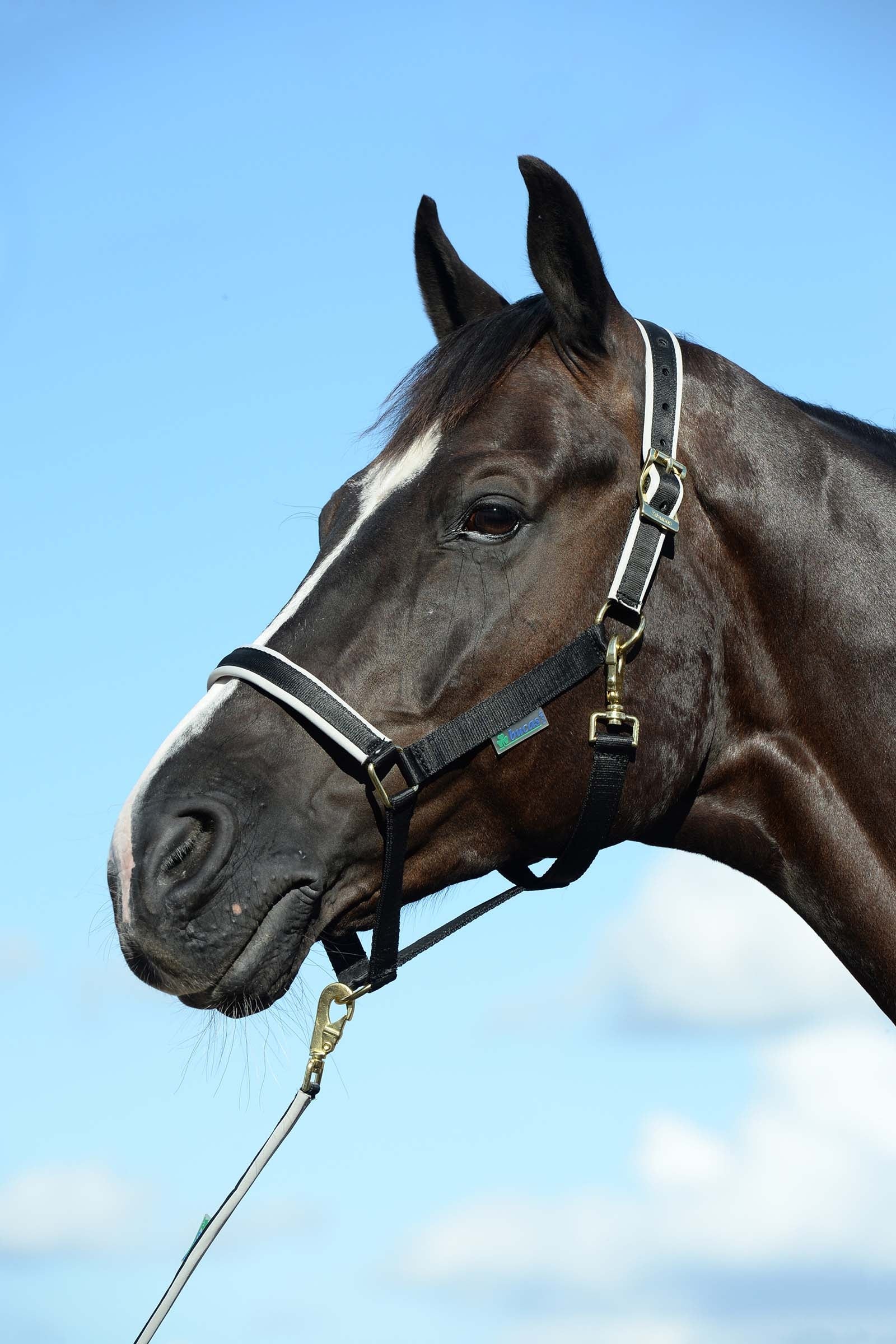 Bucas Licol luxe doublé Dublin Licols & longes