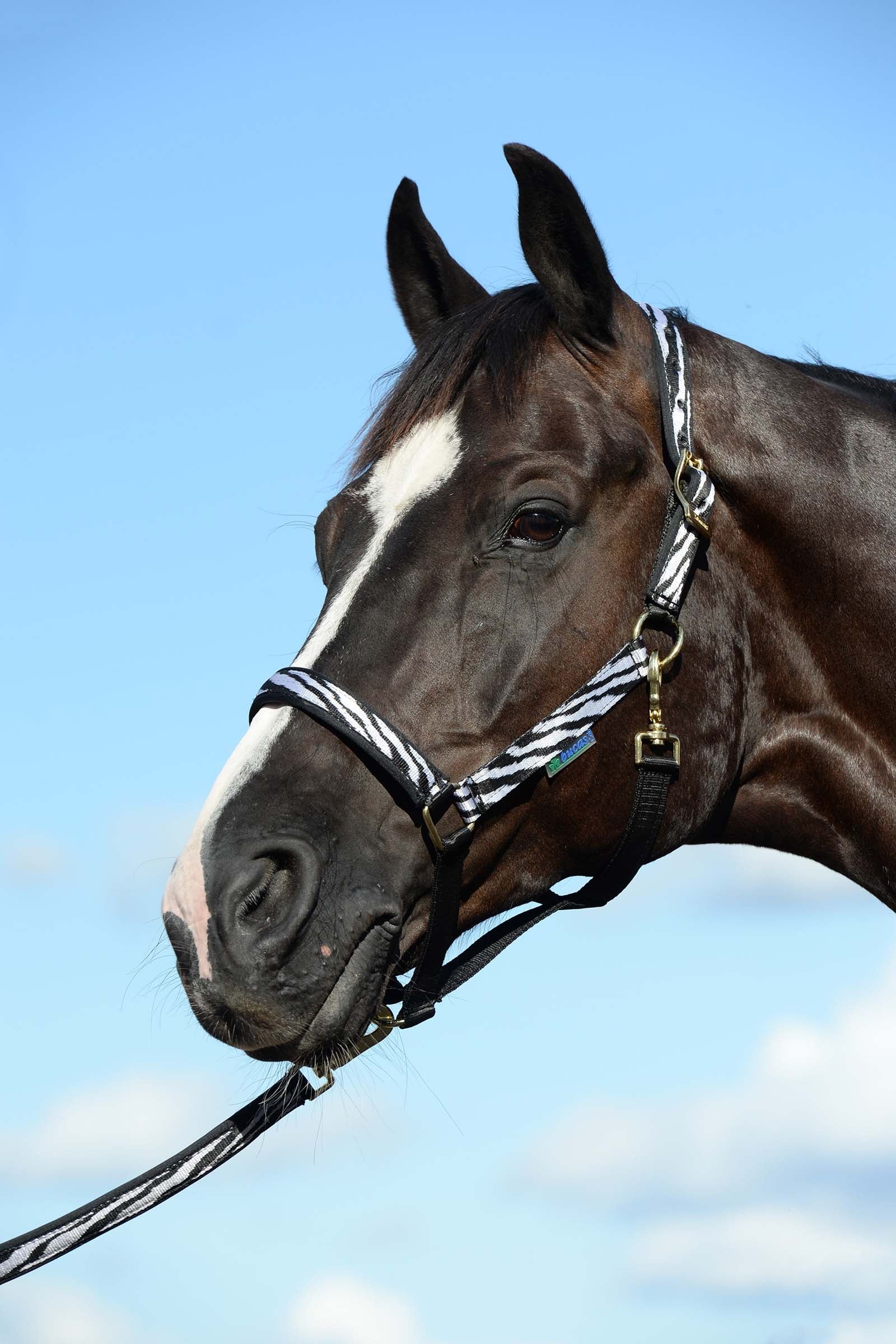 Bucas Licol luxe doublé Dublin Licols & longes