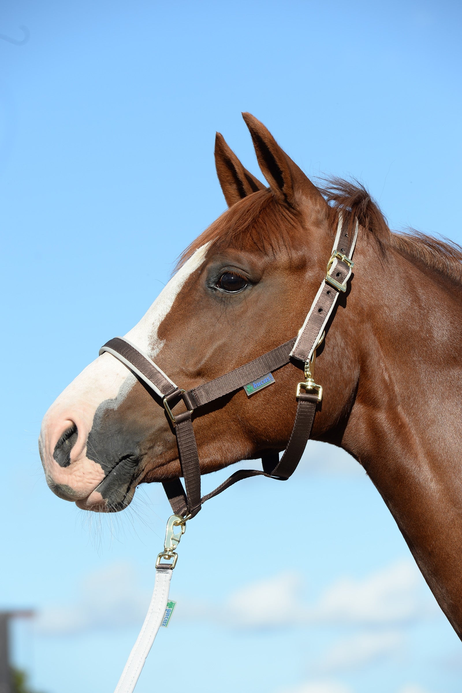 Bucas Licol luxe doublé Dublin Licols & longes