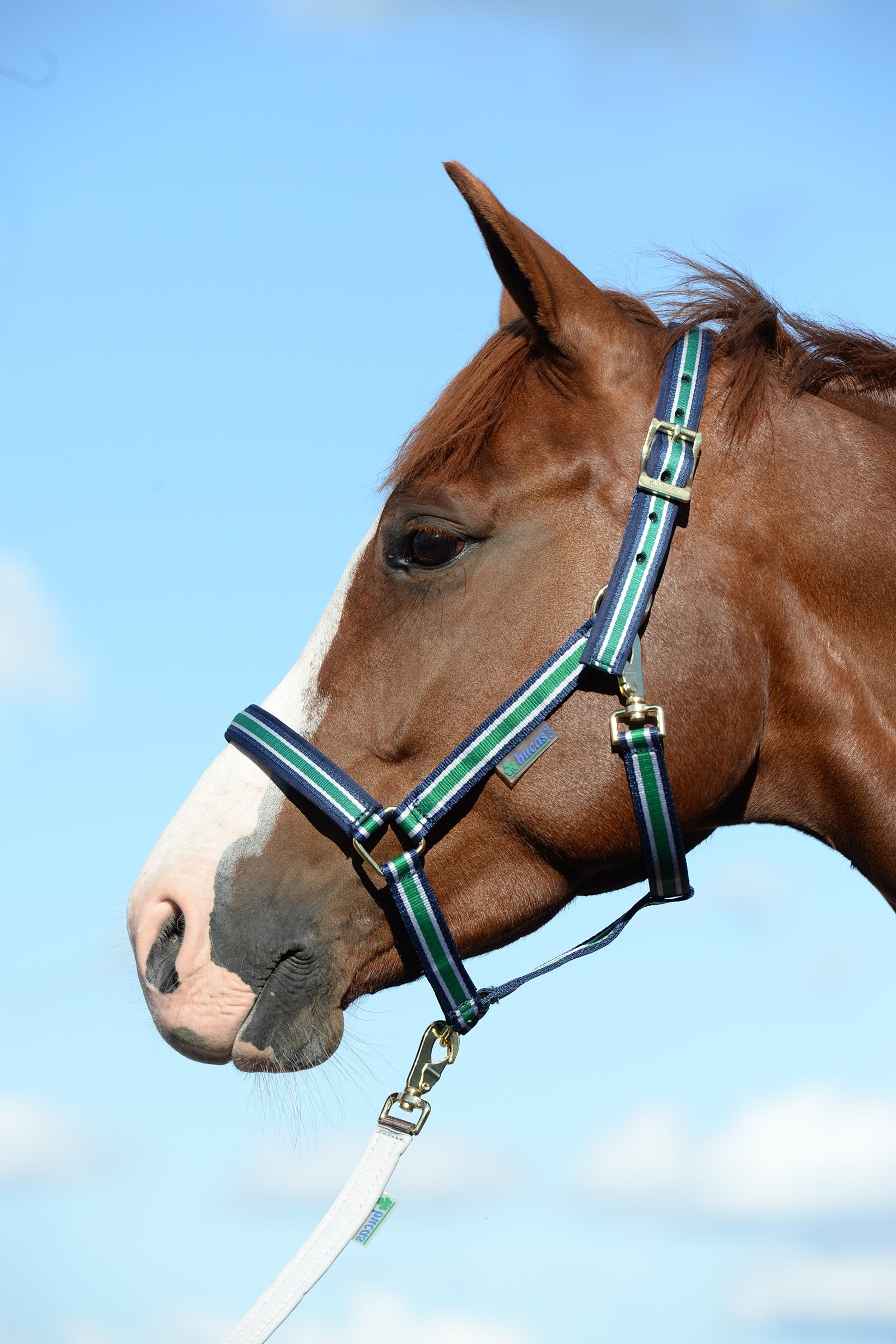 Bucas Dublin Padded Luxury Halter Halters & Leads