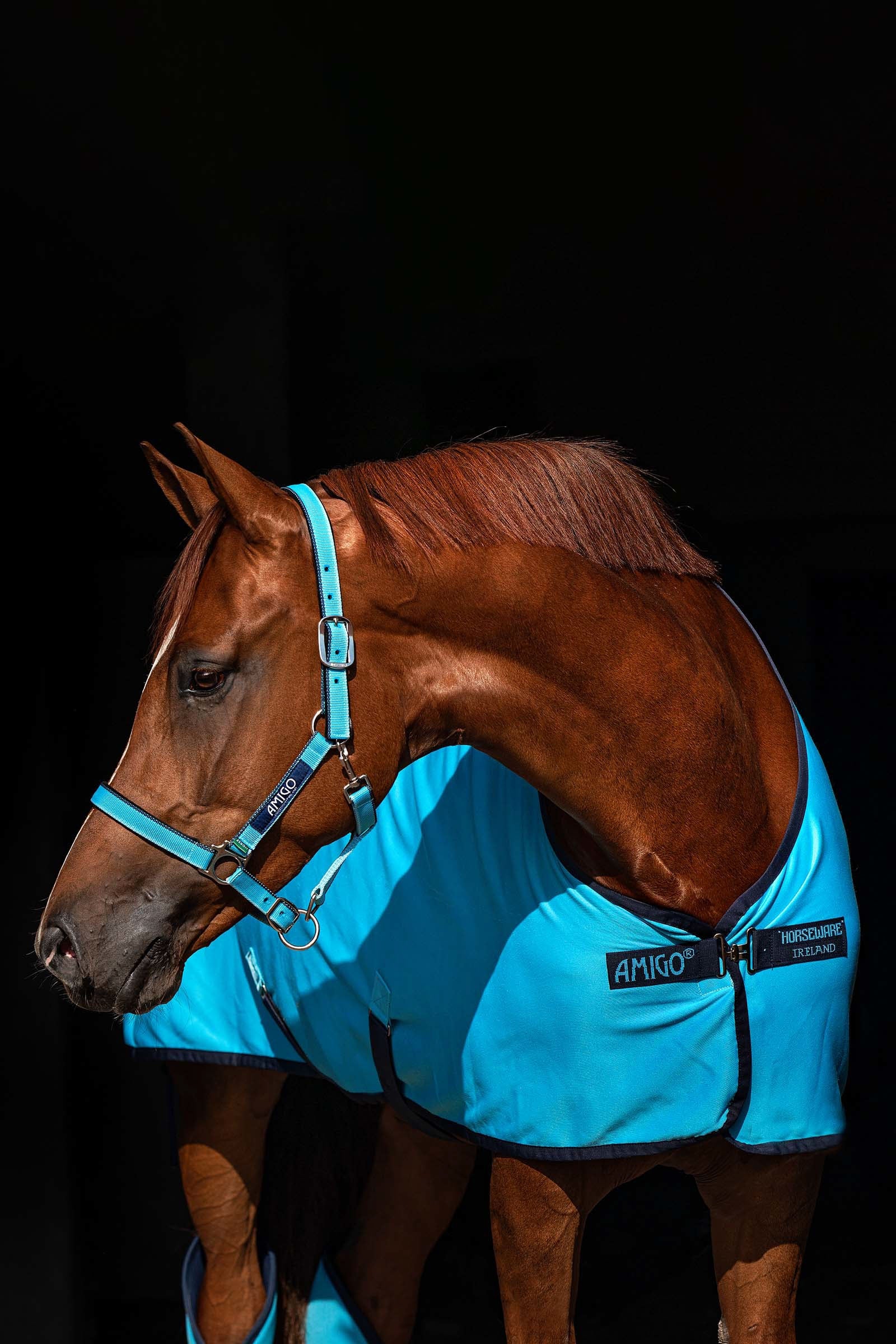 Horseware Licol Amigo Licols & longes