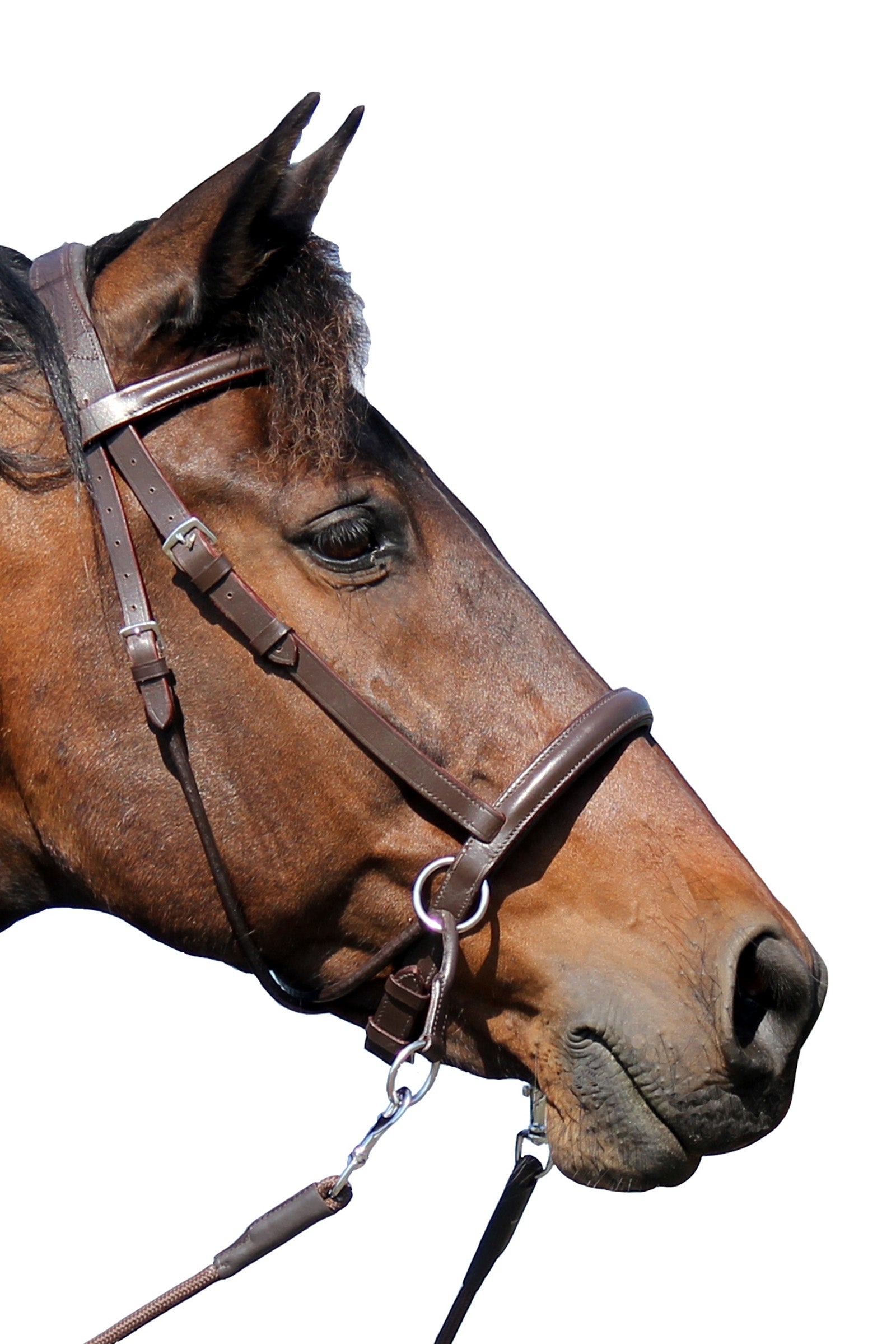 F.R.A. Freedom Riding Articles El Camin Bitless Bridle (System 5) w/ soft Reins Briderie et enrênements