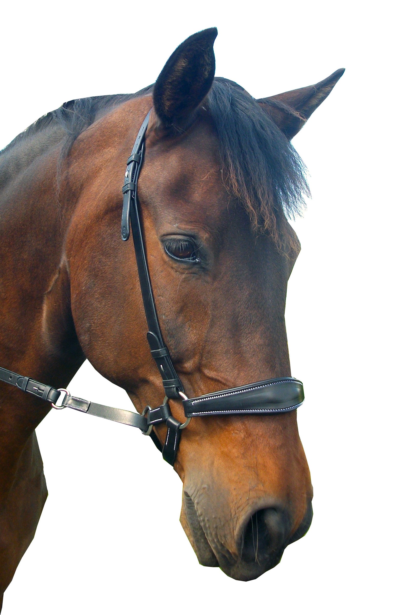F.R.A. Freedom Riding Articles Lami Bitless Bridle (System 4) w/ Reins & Studhook Connect Briderie et enrênements