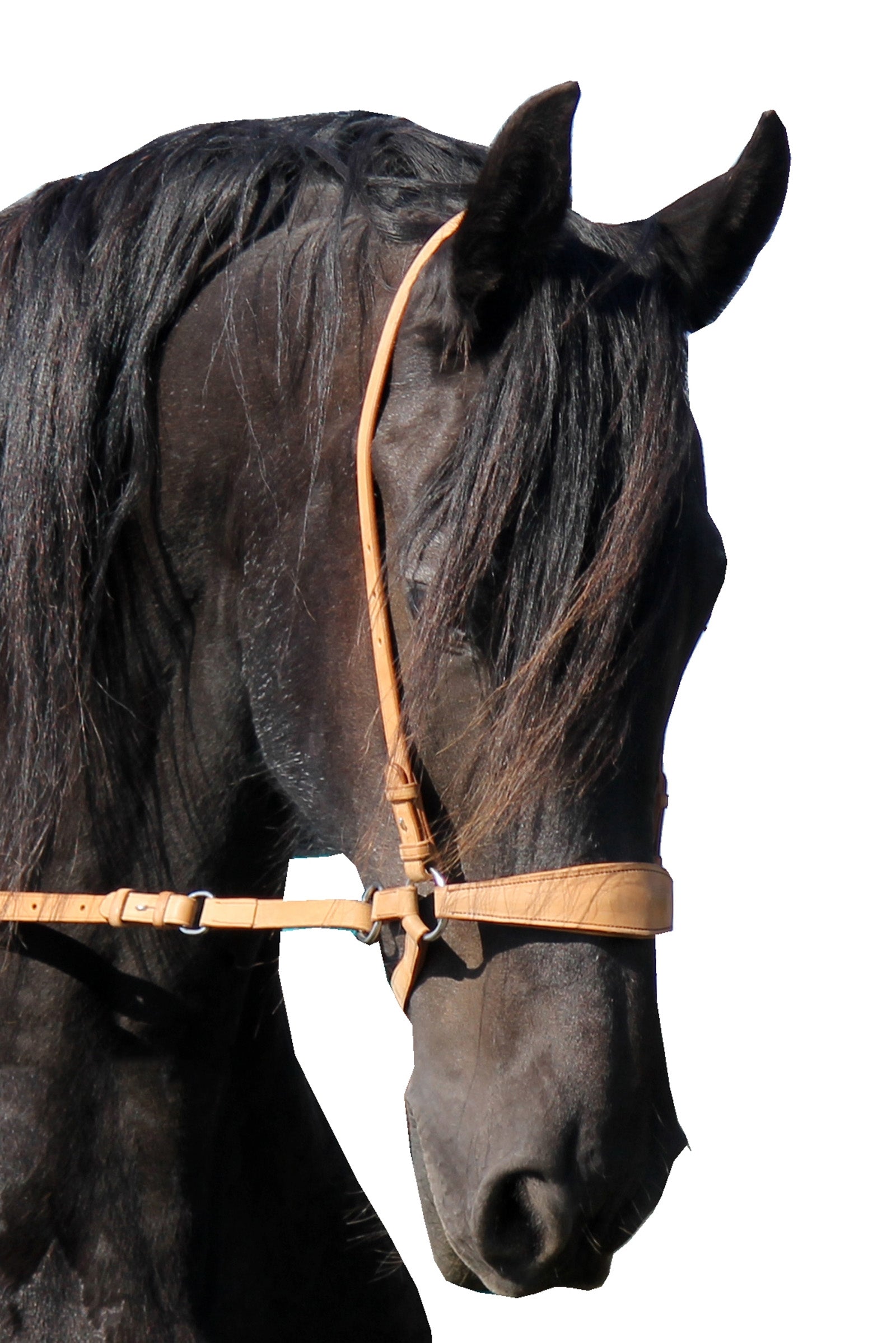 F.R.A. Freedom Riding Articles Lami Bitless Bridle (System 4) w/ Reins & Studhook Connect Briderie et enrênements