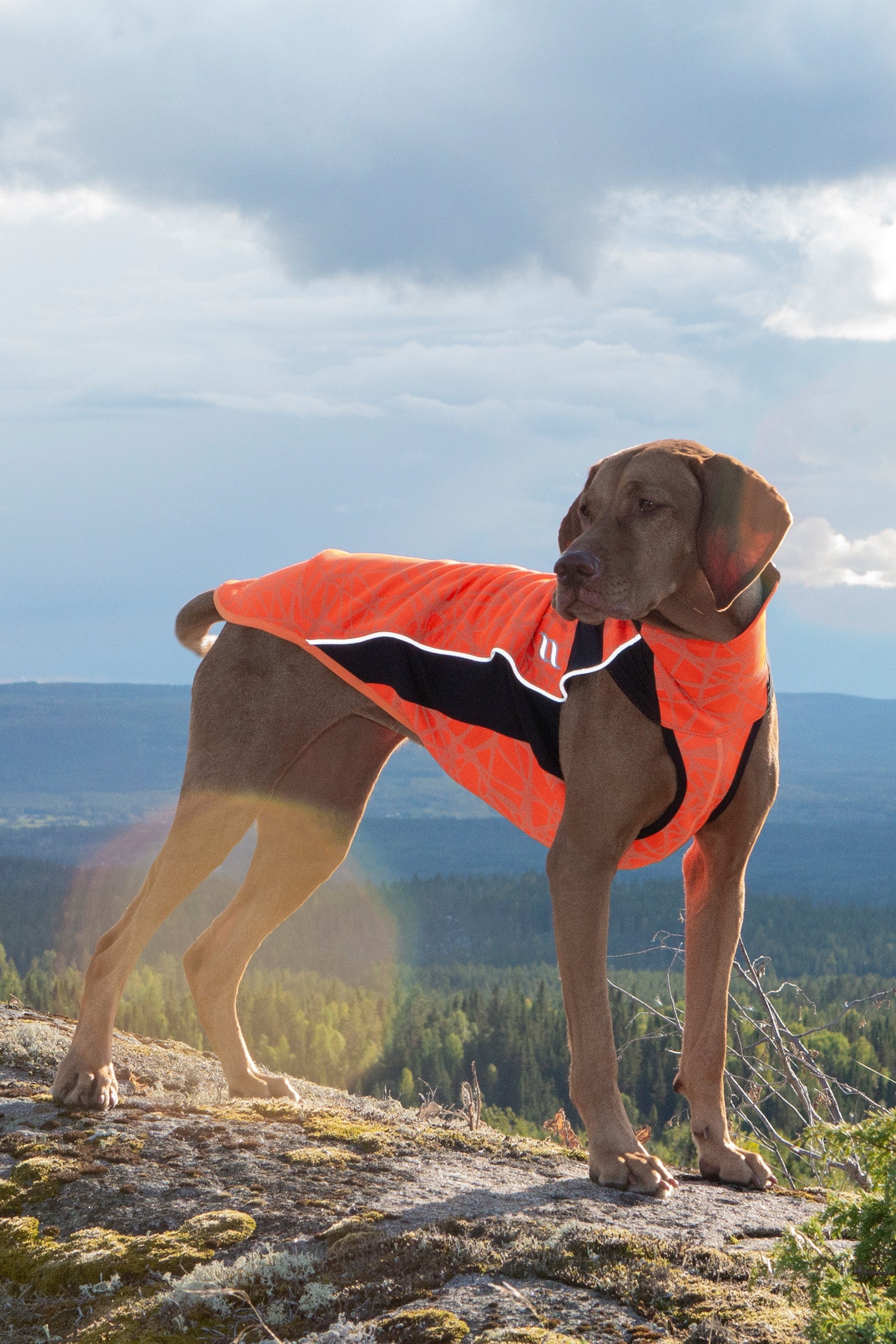Back on Track Pull Eddie Grande Visibilité, 60-70cm Chiens