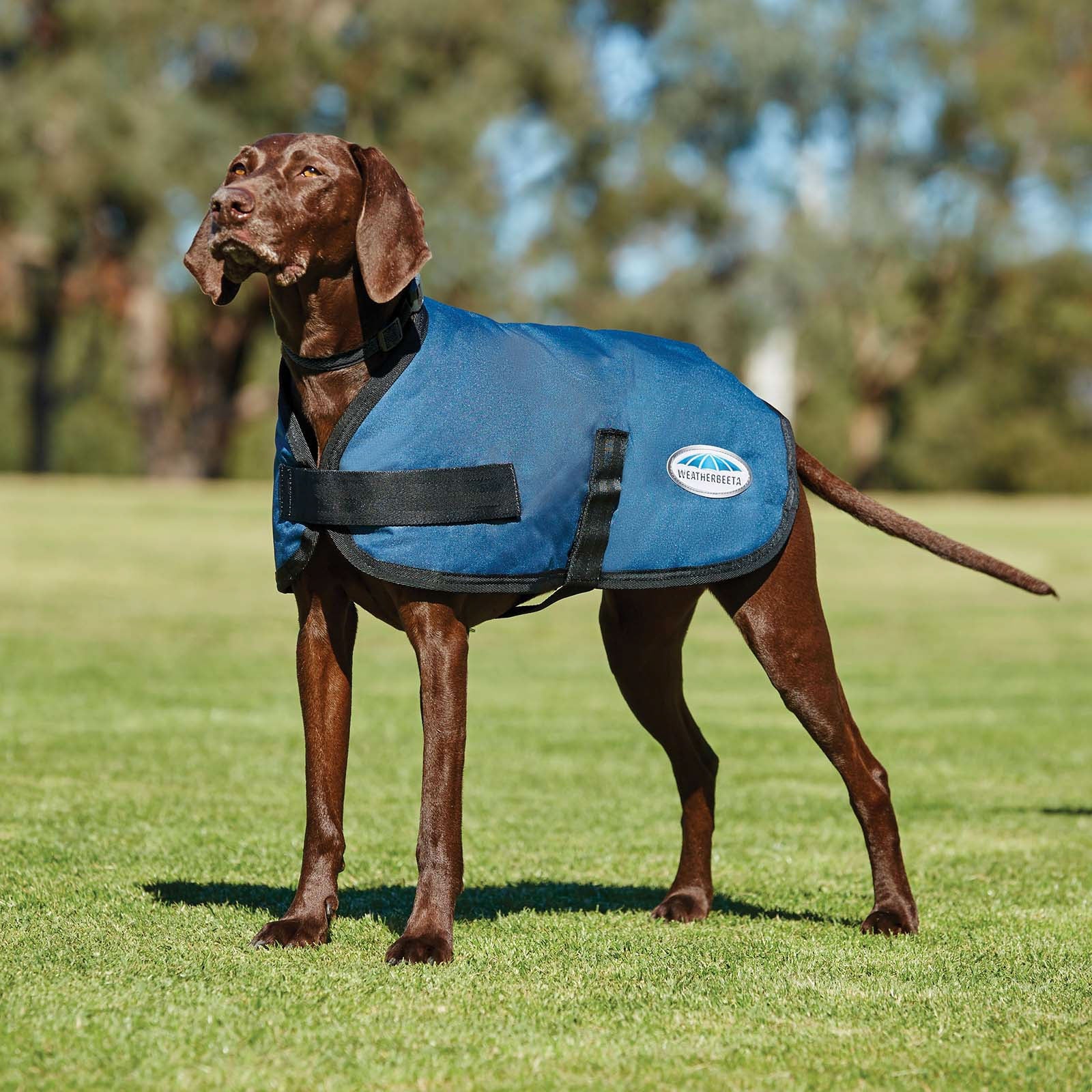 Weatherbeeta Manteau pour chien Comfitec Classic (45-80 cm) Chiens