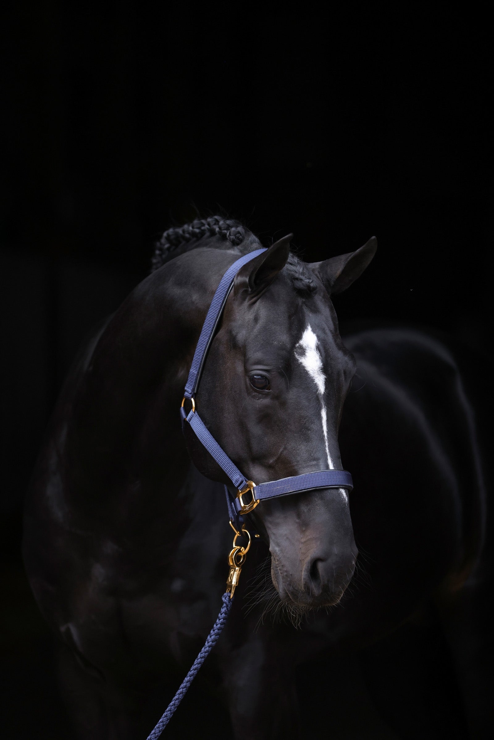 Covalliero Licol TopLine Licols & longes