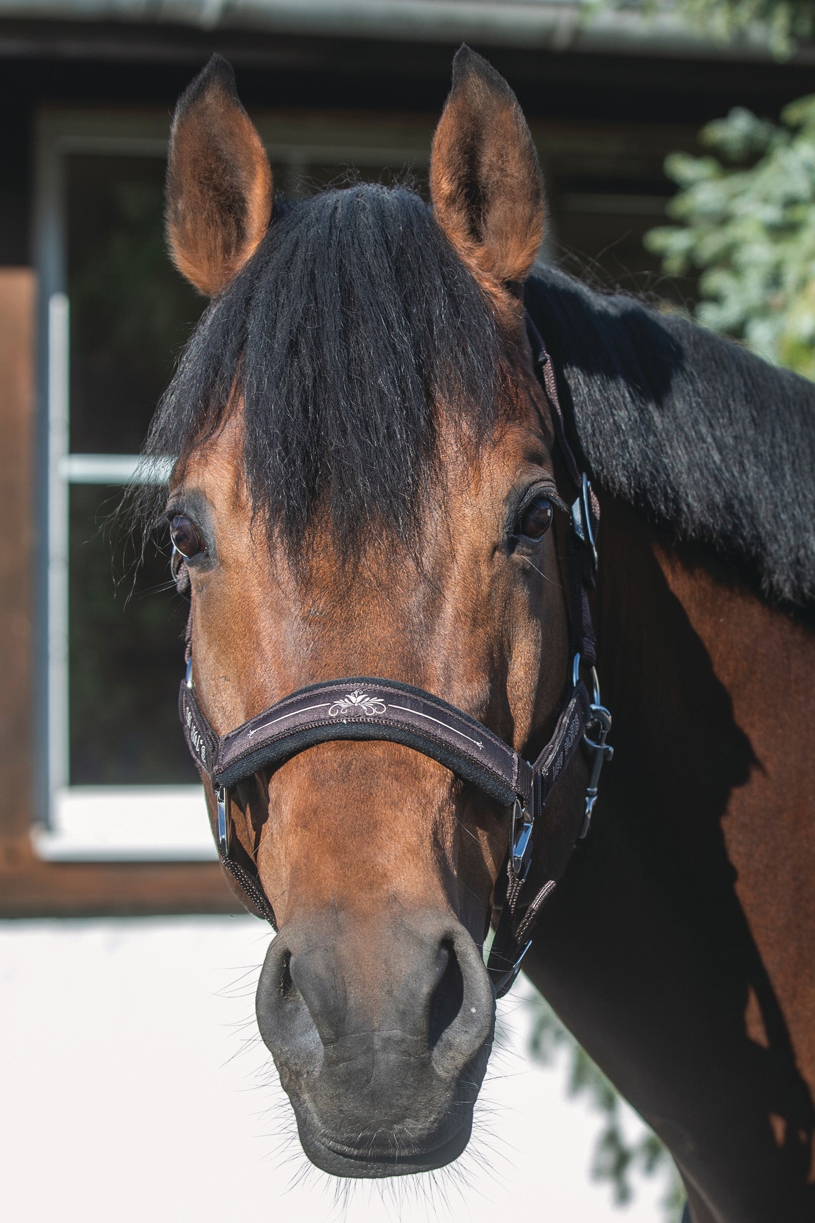 USG Rosi licol Licols & longes