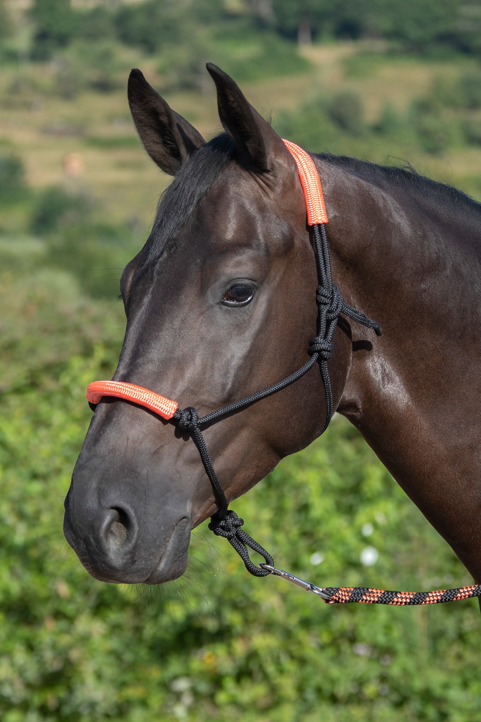 USG Knotted Rope Halter with Matching Lead Rope Licols & longes