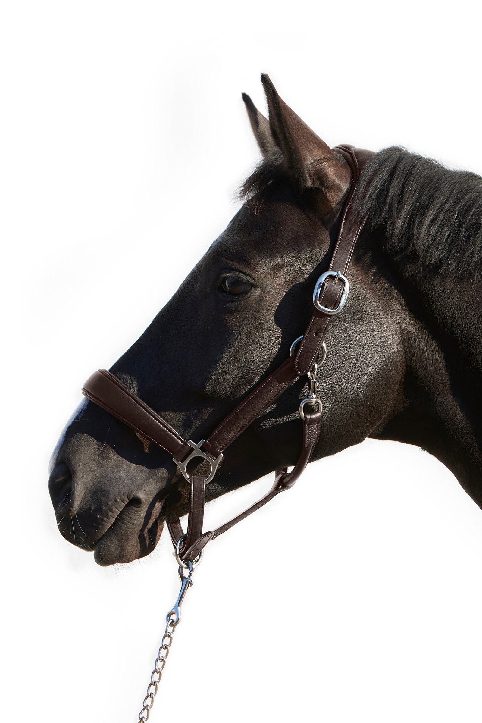 Kieffer Ultrasoft® Deluxe Leather Headcollar Licols & longes