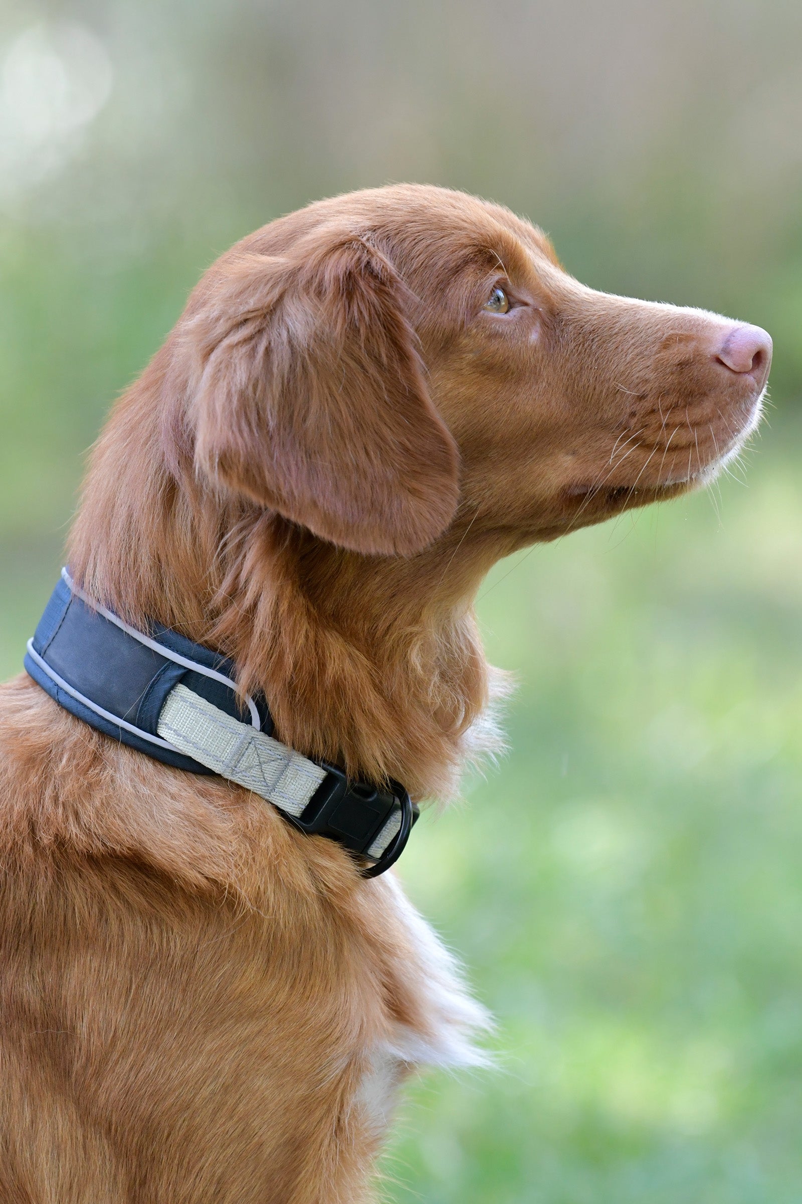 Weatherbeeta Collier pour chien Explorer Chiens