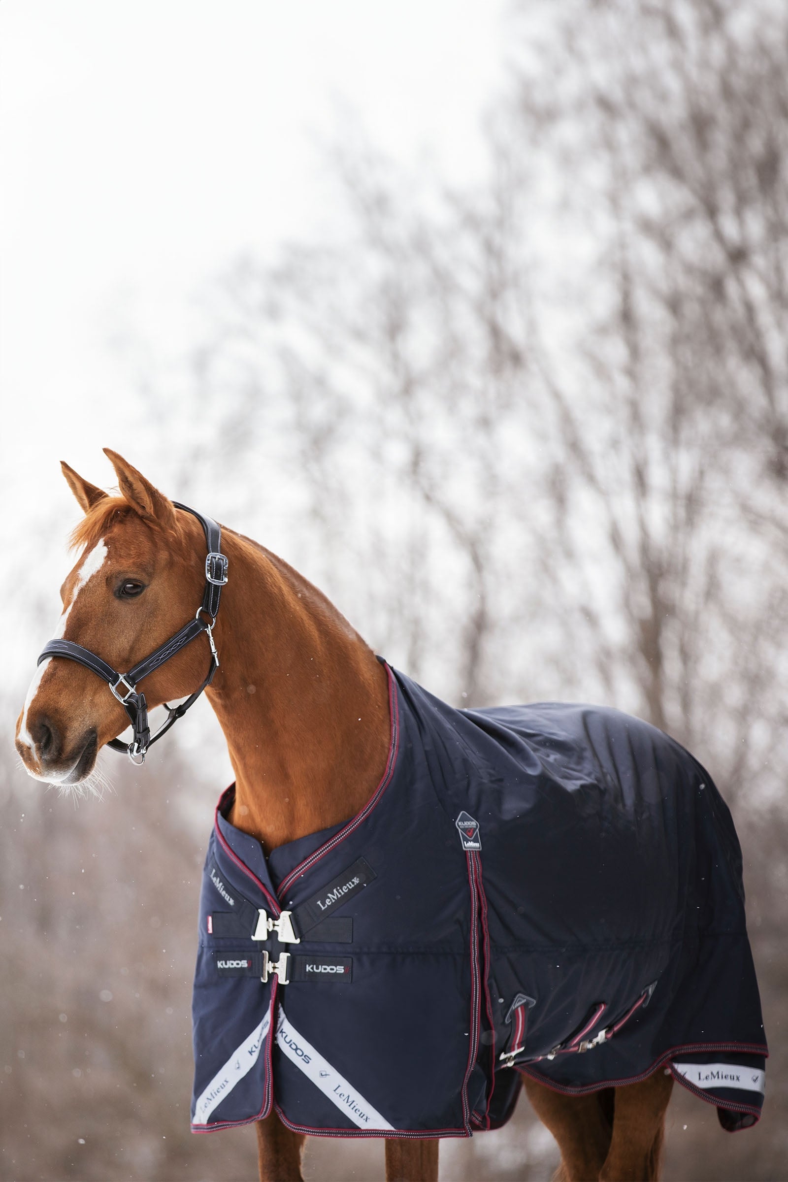 LeMieux Kudos Turnout Rug 350g Horse Rugs