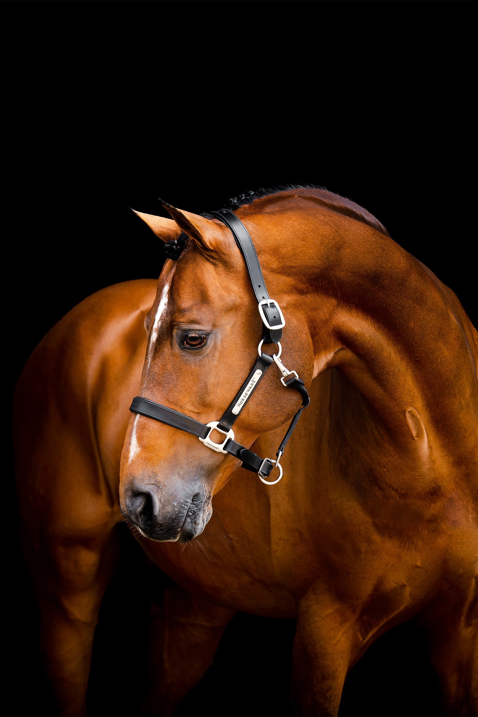 Horseware Licol en cuir Signature Licols & longes
