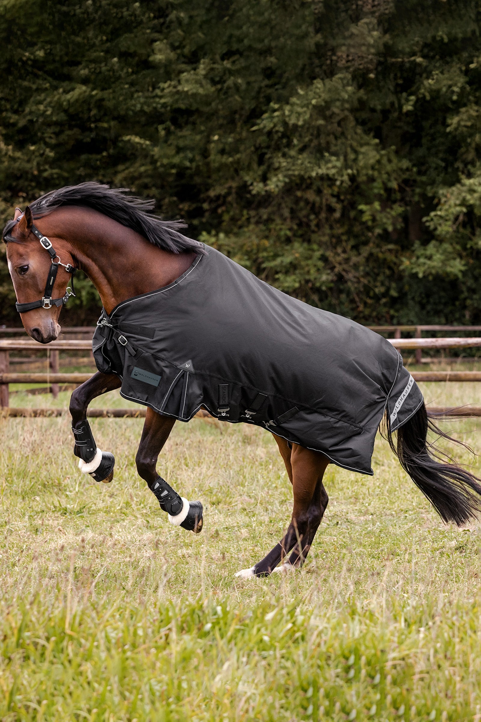 Waldhausen Outdoor Rug Scandic Multi-Layer 150g/50g Horse Rugs