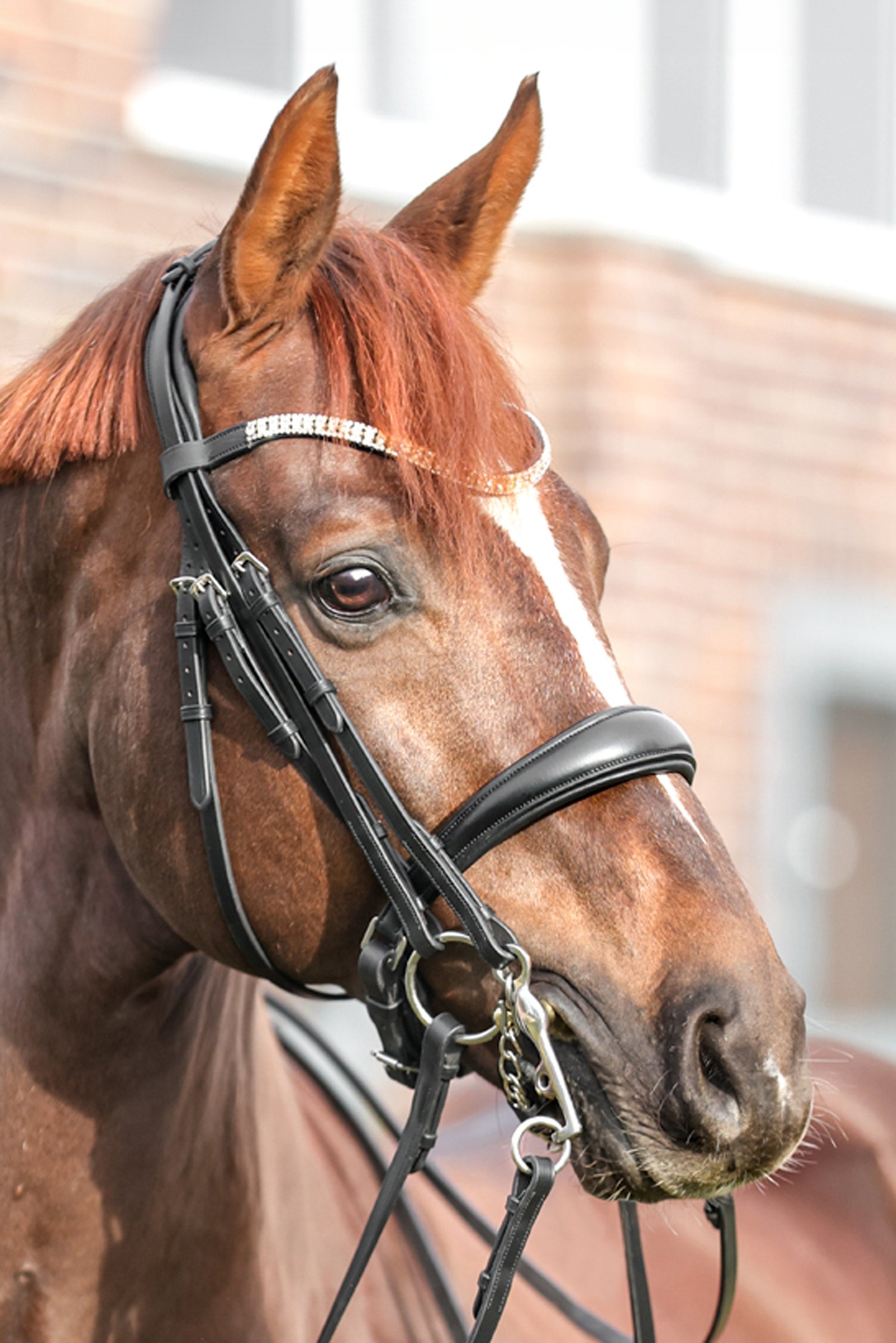 Kavalkade Sonya Weymouth Bridle Briderie et enrênements