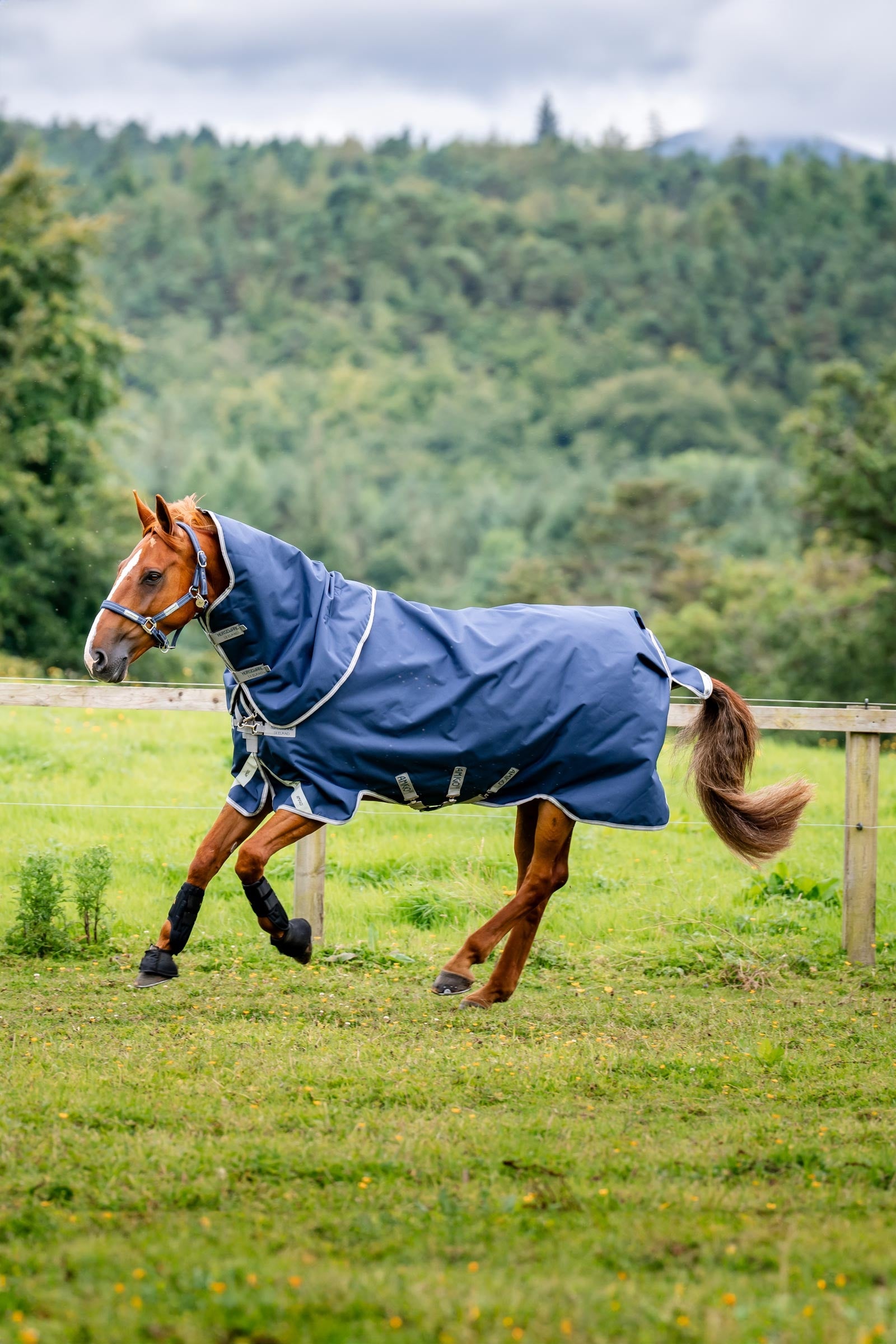 Horseware Amigo Bravo 12 Plus couverture d'extérieur avec cou amovible, 400g Couvertures cheval