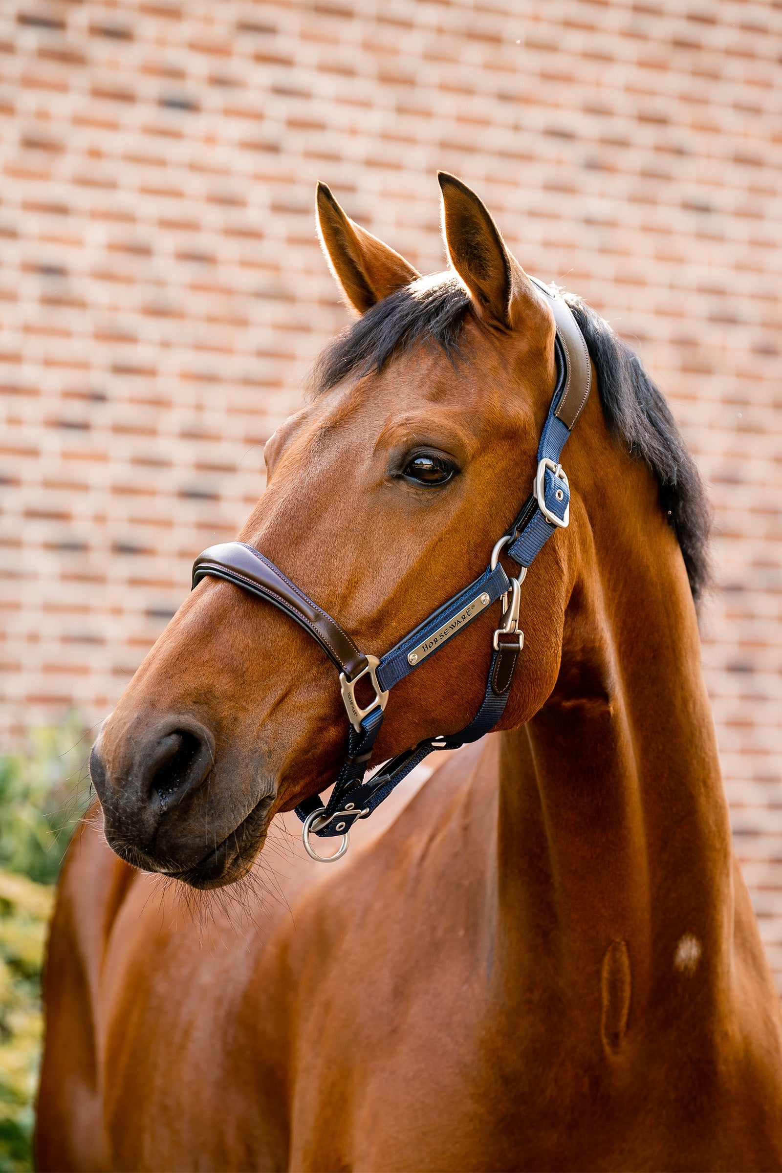 Horseware Licol de spectacle Signature Licols & longes