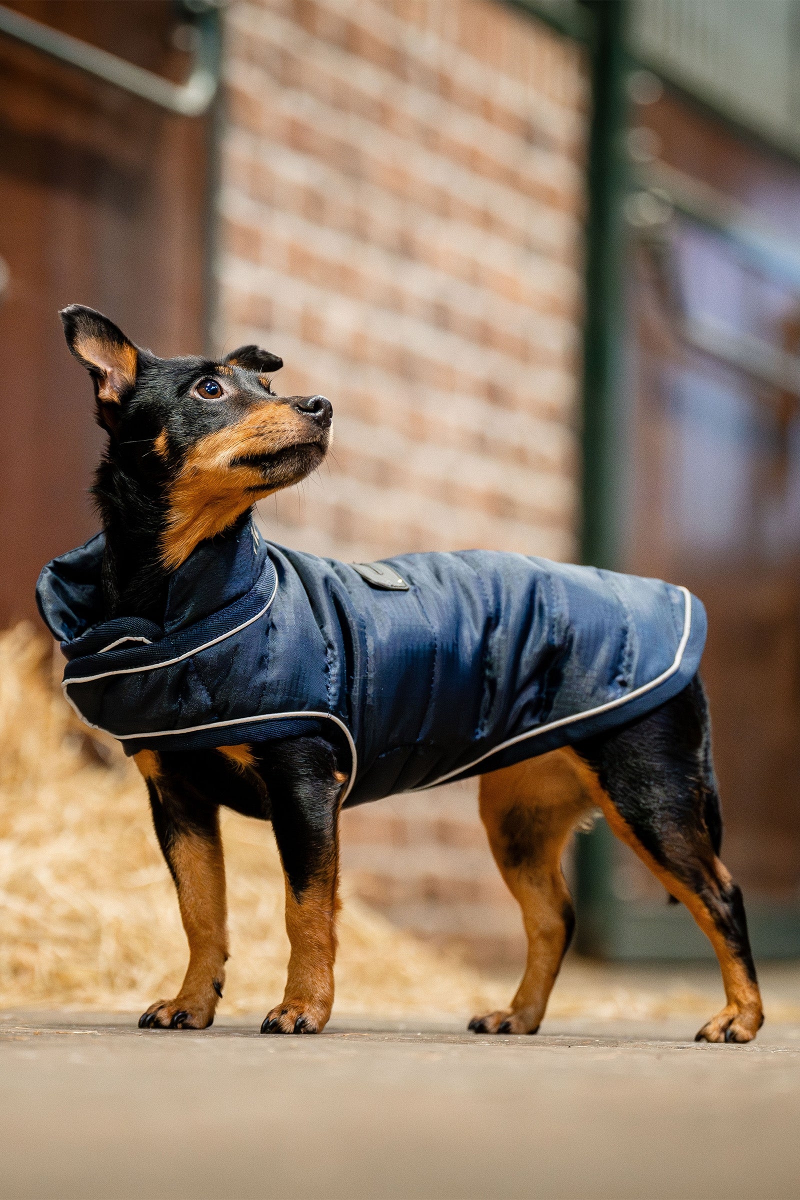 Horseware Manteau pour chien Signature Chiens