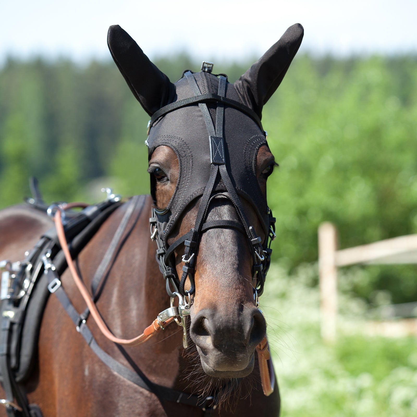 Finntack Bonnet avec oreilles Pro Trot attelé