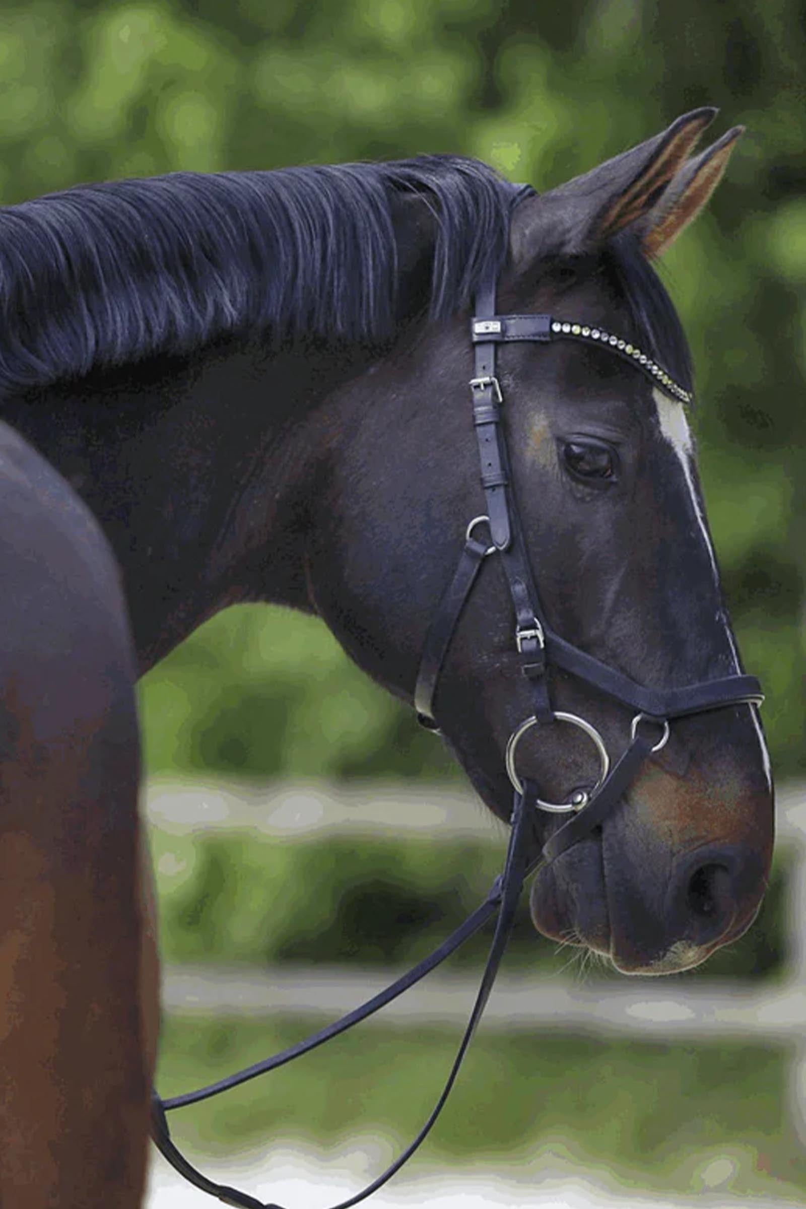 Sprenger KK Ultra Loose Ring Snaffle Bit, Double Jt. 12mm, Sensogan Horse Bits