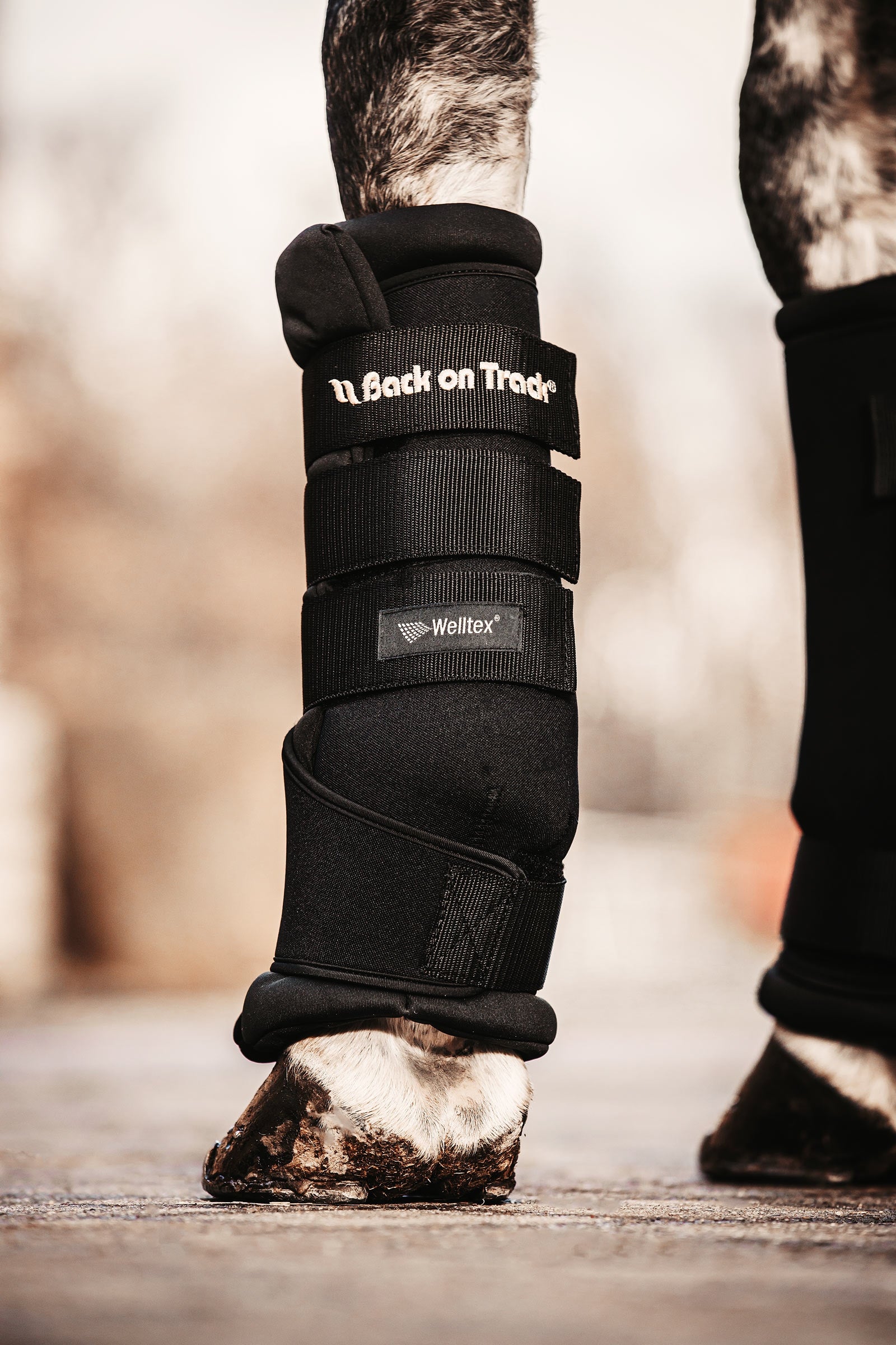 Back on Track Guêtres de repos Quick Royal Leg Protection & Hoof Protection for Horses