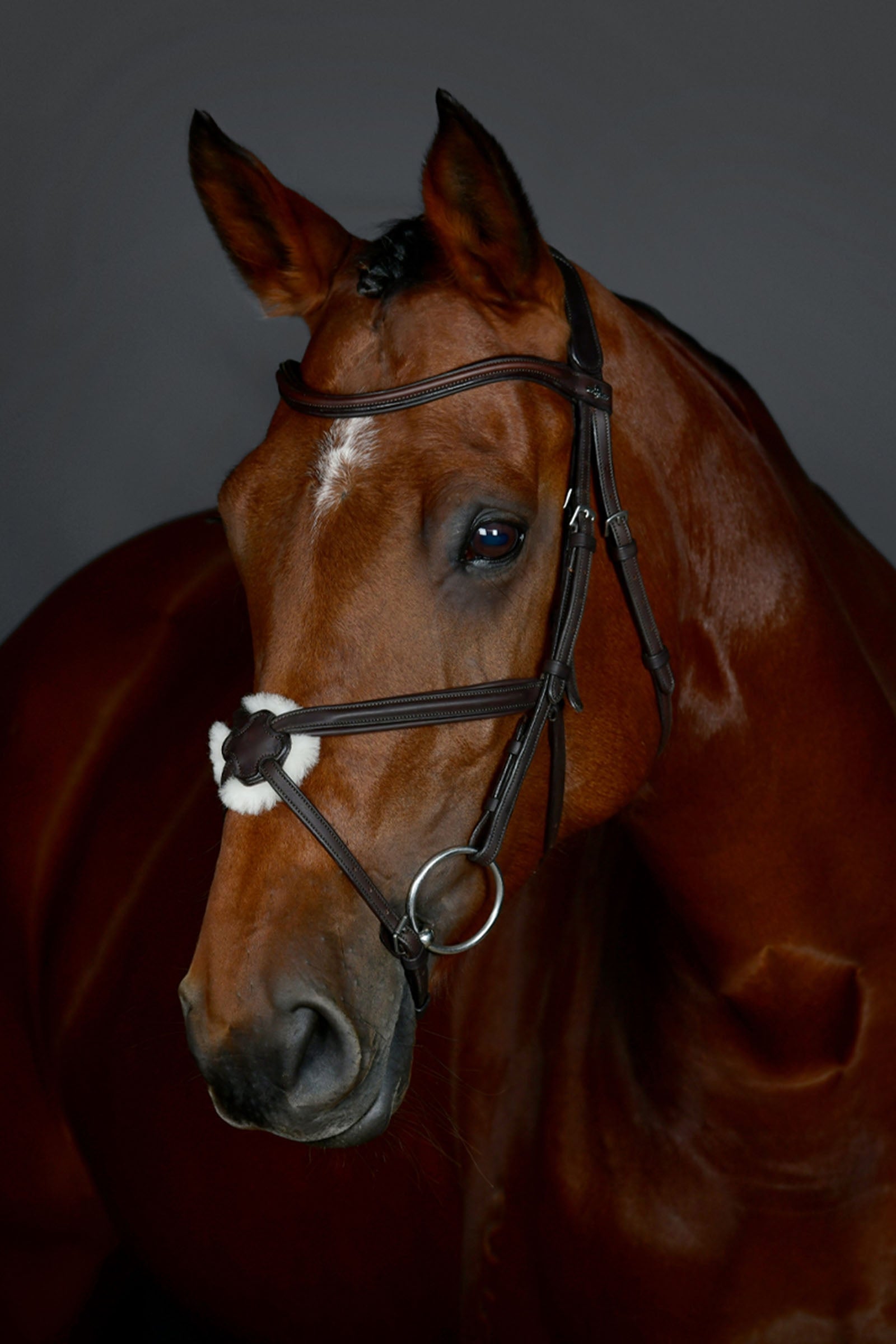 Collegiate Comfitec Opulux bride simple matelassée avec muserolle croisée Briderie et enrênements