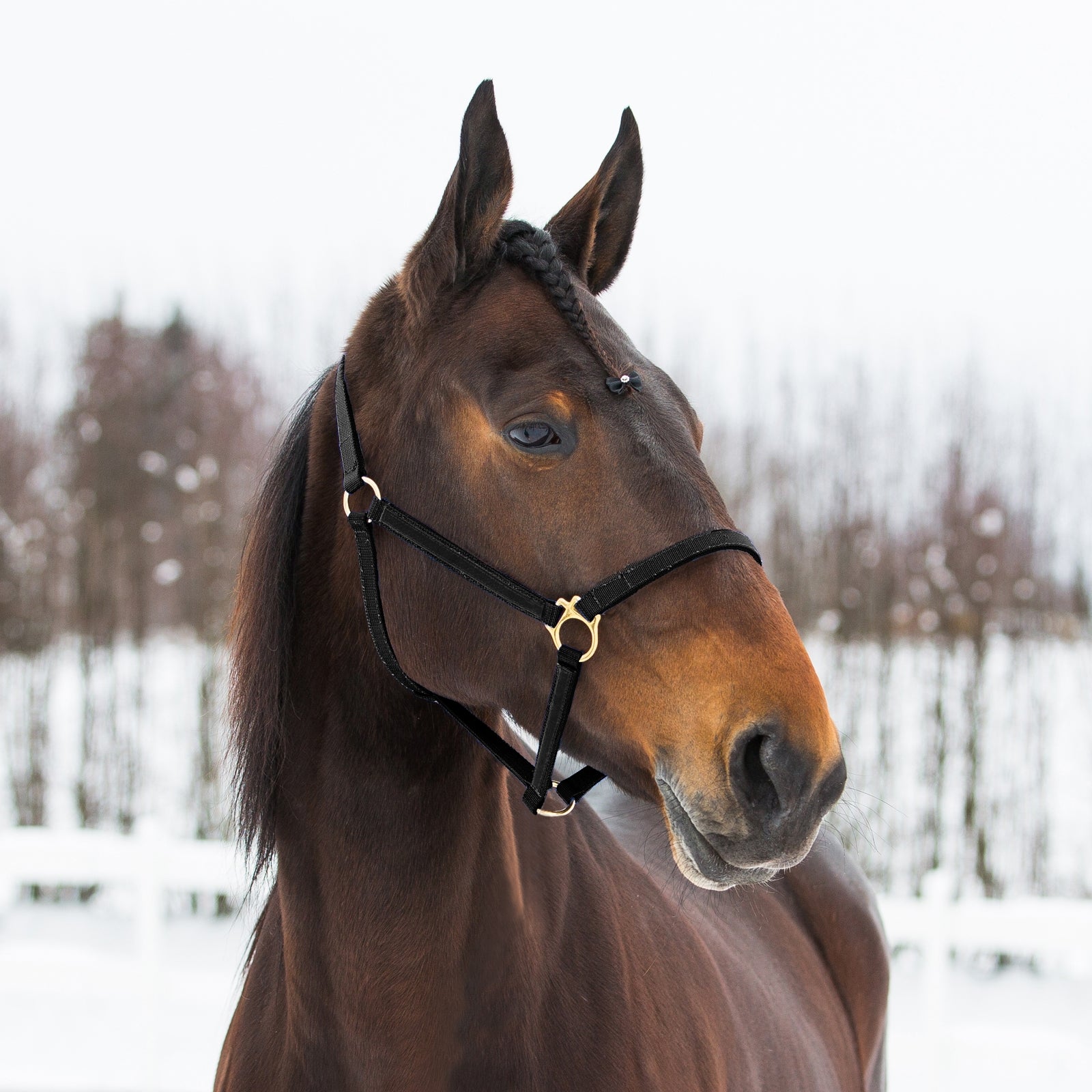 Finntack Licol Yankee nylon Pro synthétique Licols & longes
