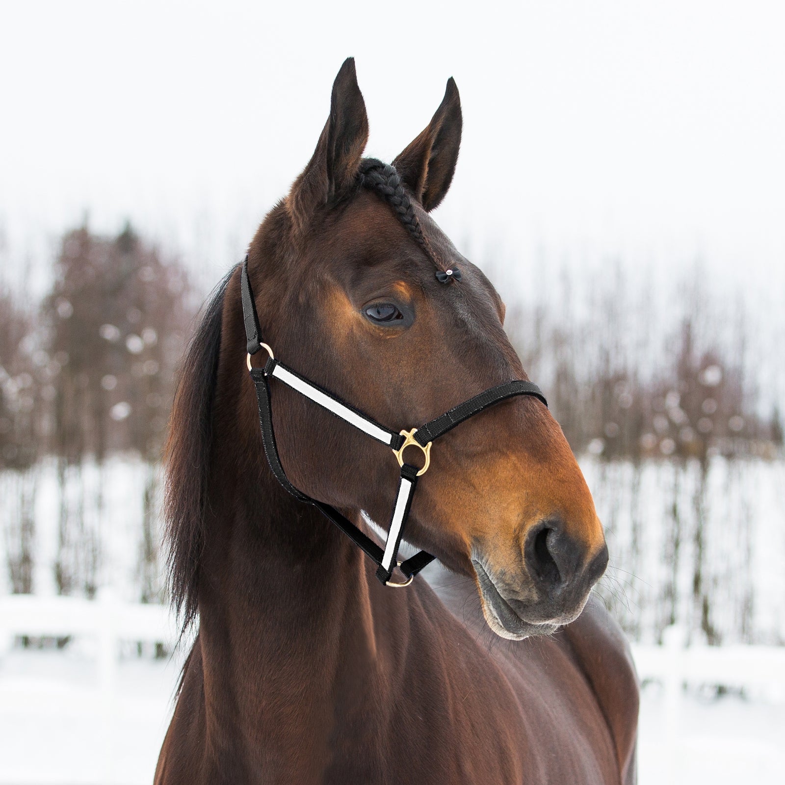 Finntack Licol Yankee nylon Pro synthétique Licols & longes