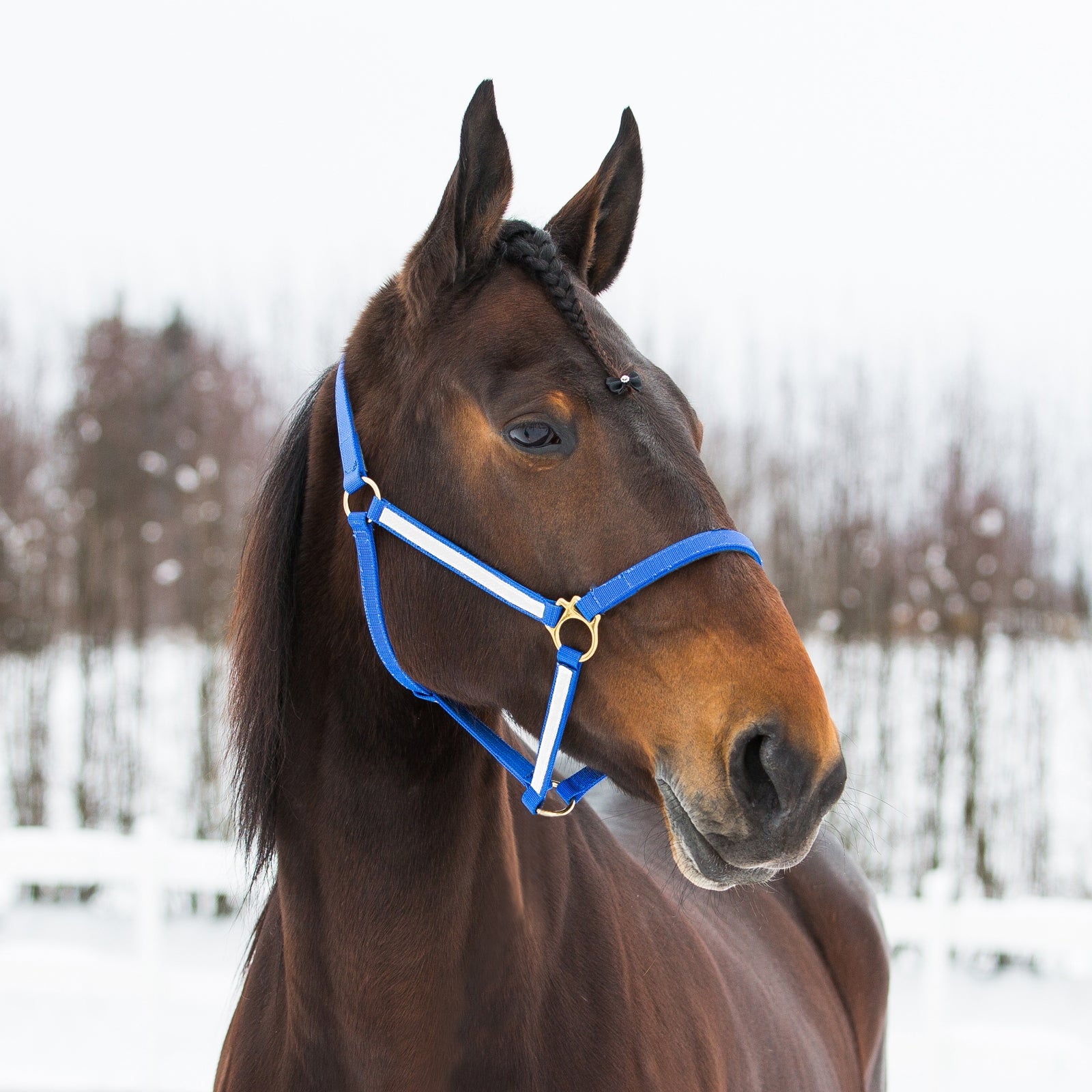 Finntack Licol Yankee nylon Pro synthétique Licols & longes