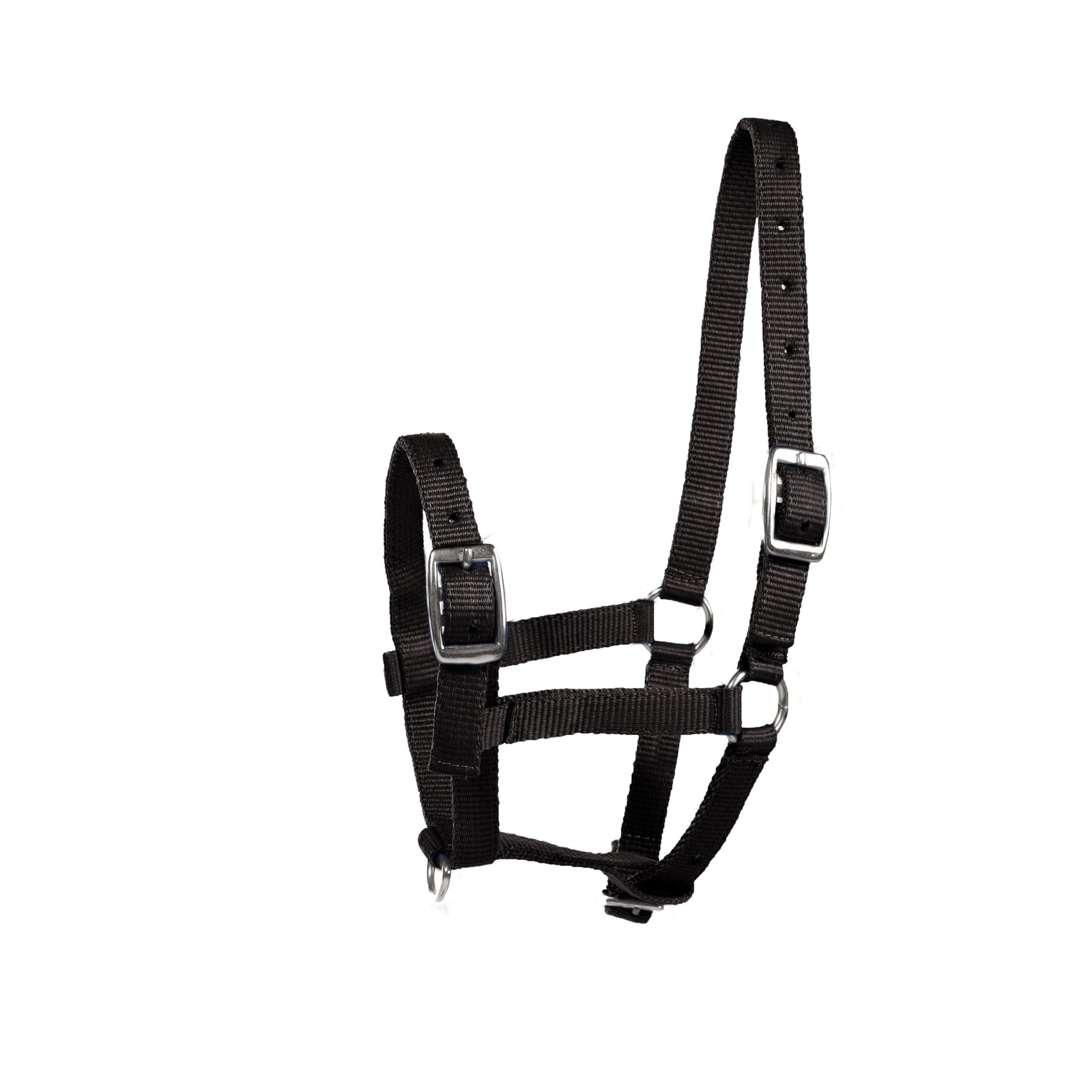 Horze Licol pour poulain Foal Licols & longes