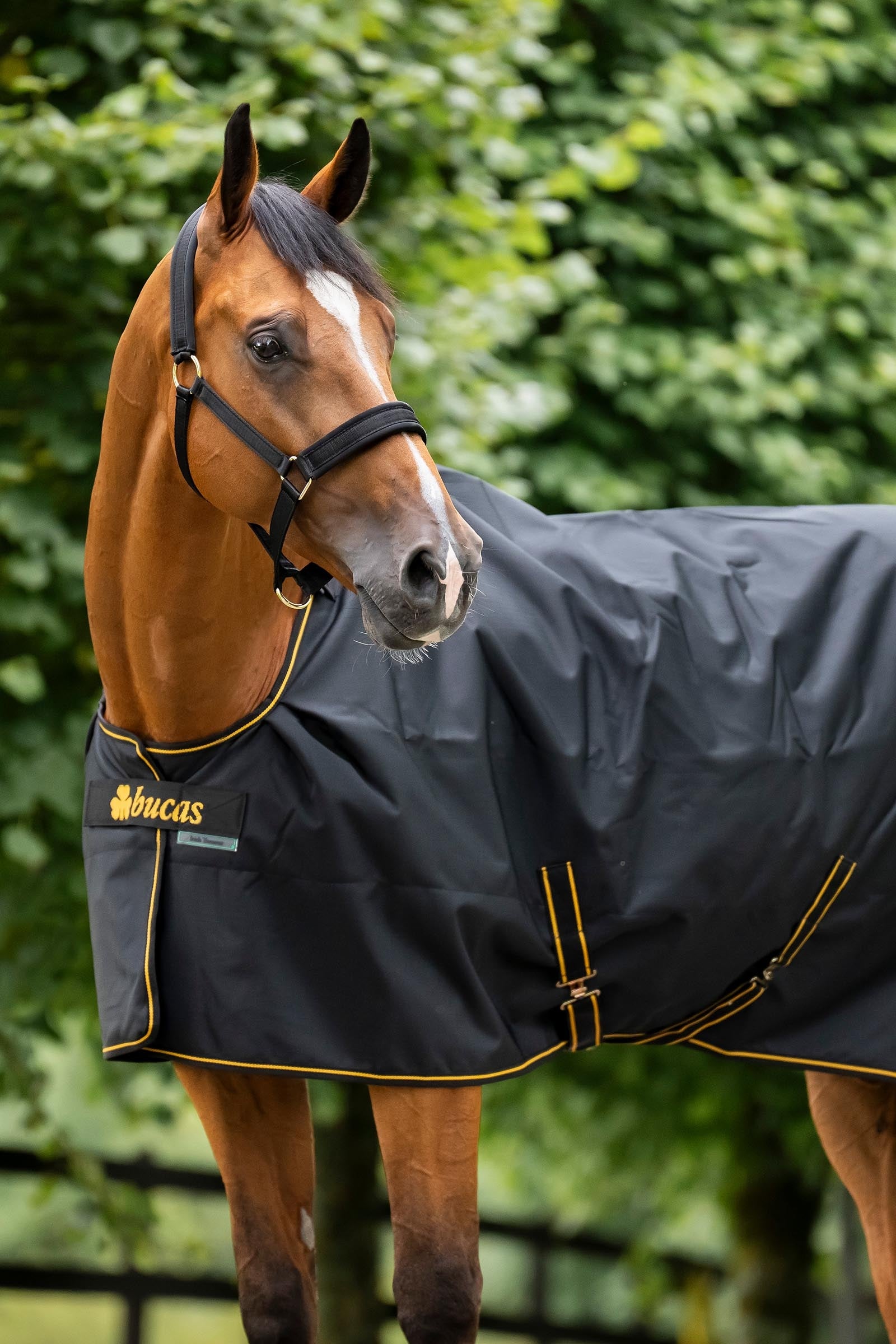 Bucas Irish Turnout Rug, 50g Horse Rugs