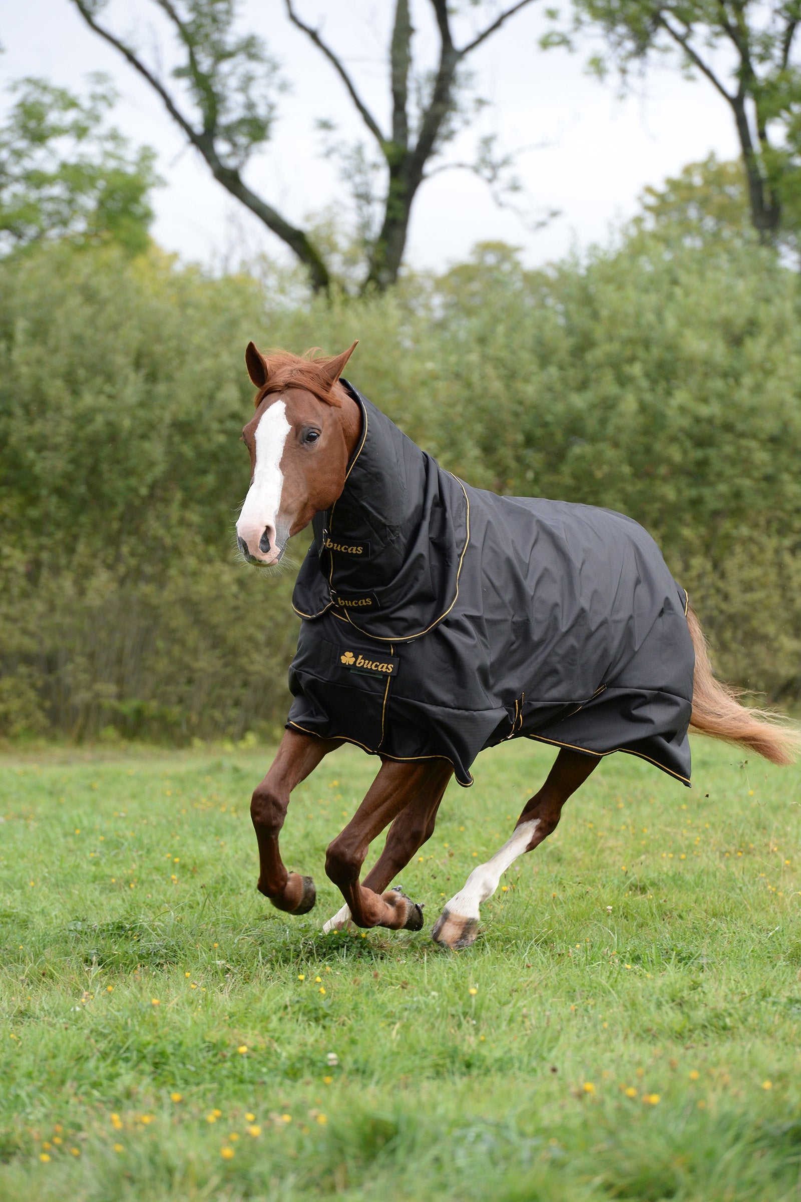 Bucas Couverture d'extérieur Irish Extra, poney Couvertures cheval