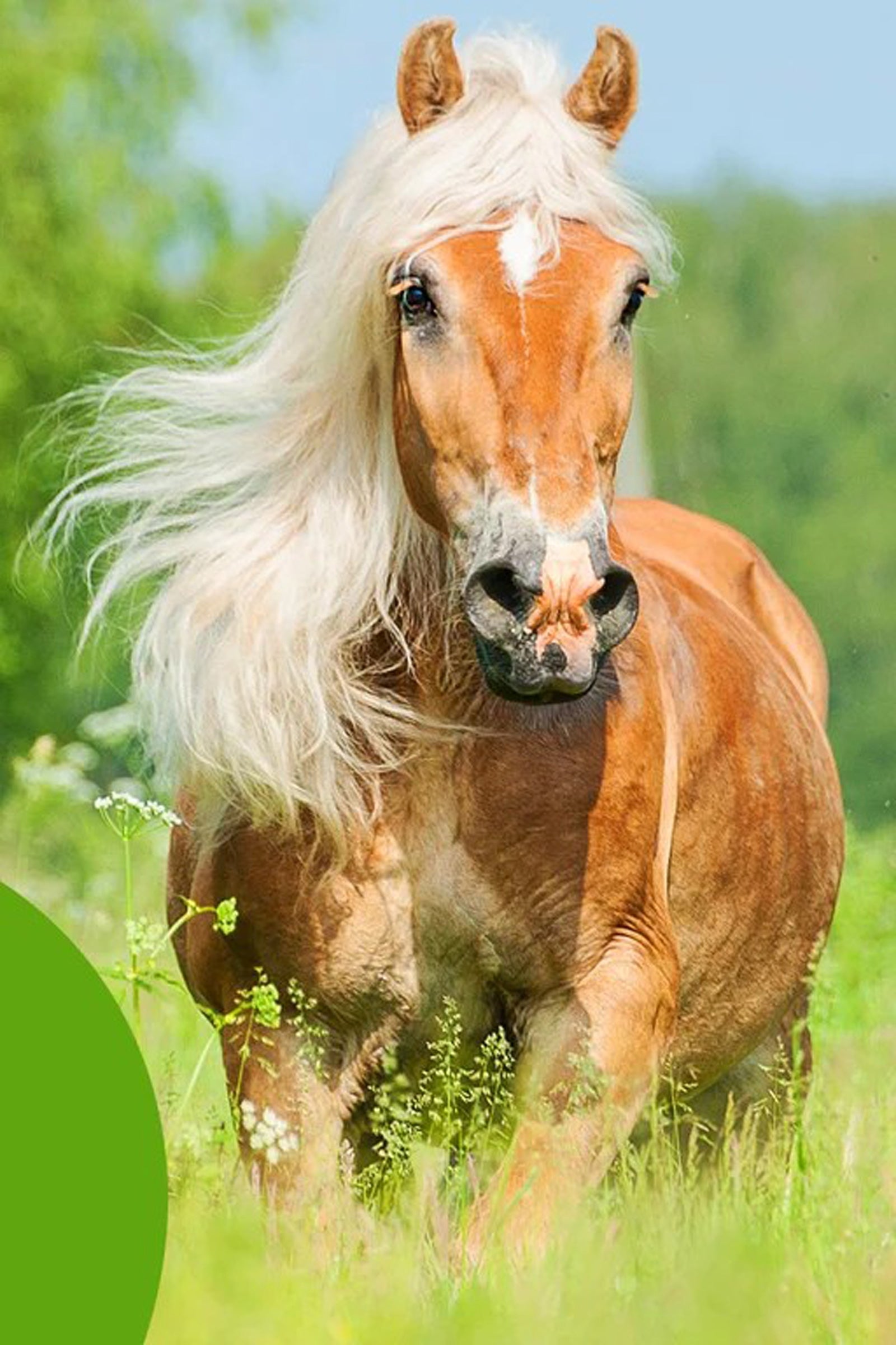 Cowboy Magic Detangler & Shine™ 473 mL Horse Health Care