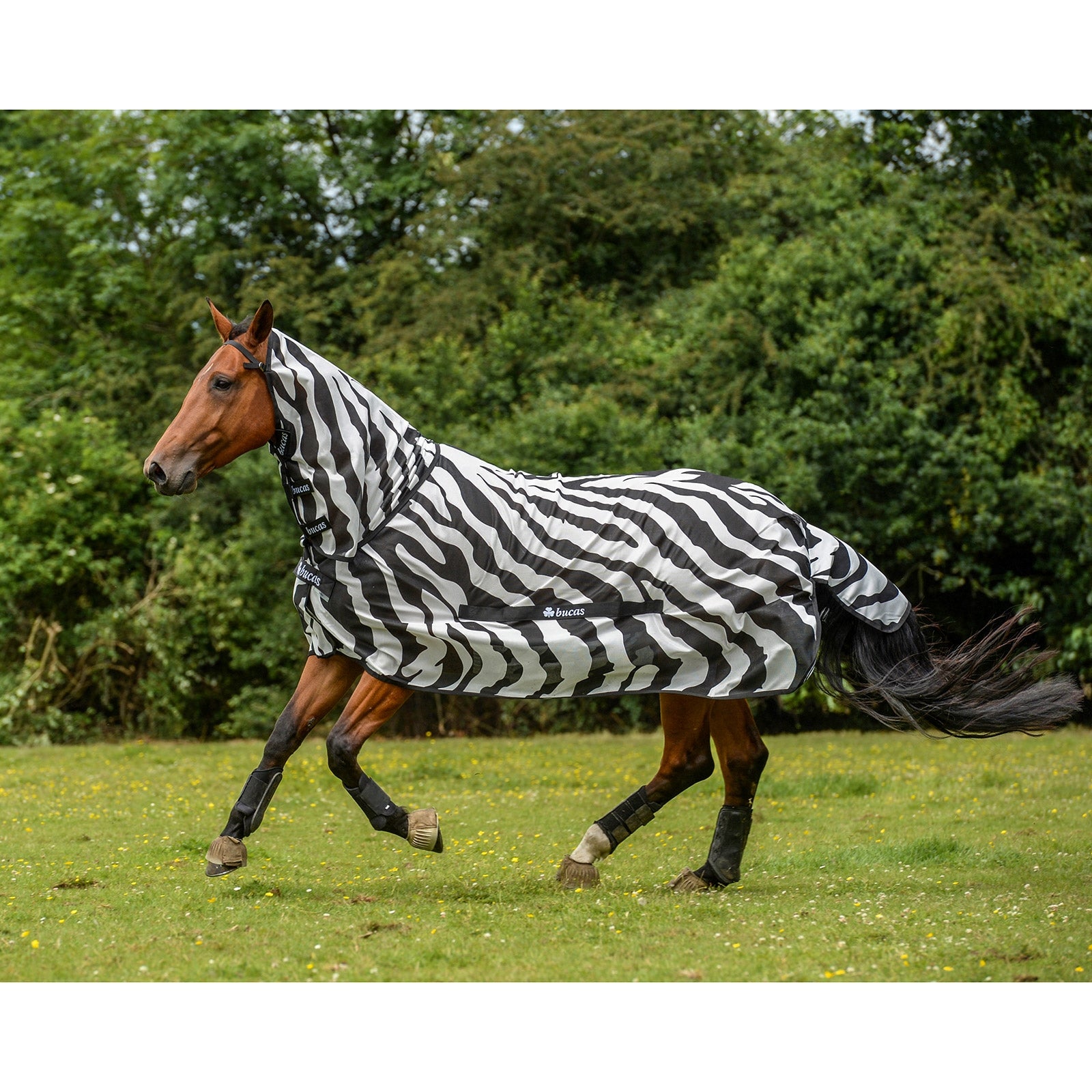 Bucas Buzz Off Zebra Fly Rug with fixed neck Horse Rugs