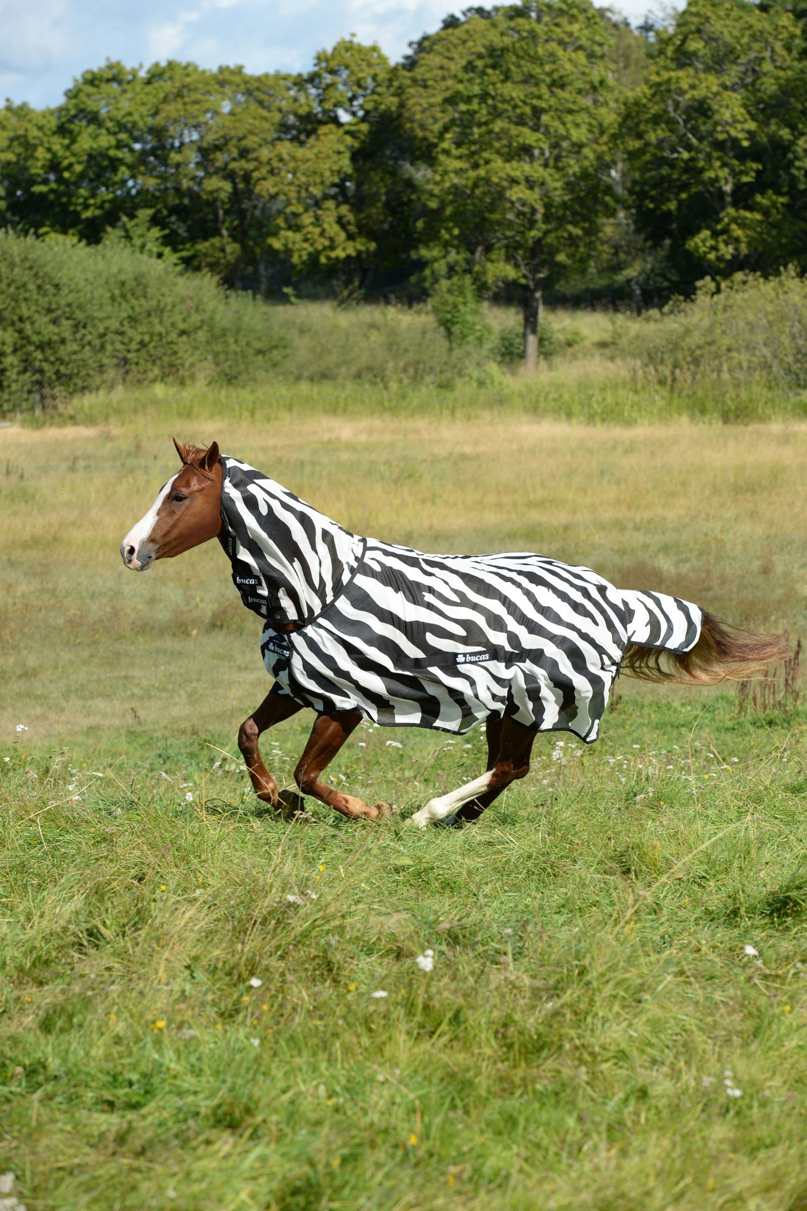 Bucas Buzz Off Zebra Fly Rug with fixed neck Horse Rugs