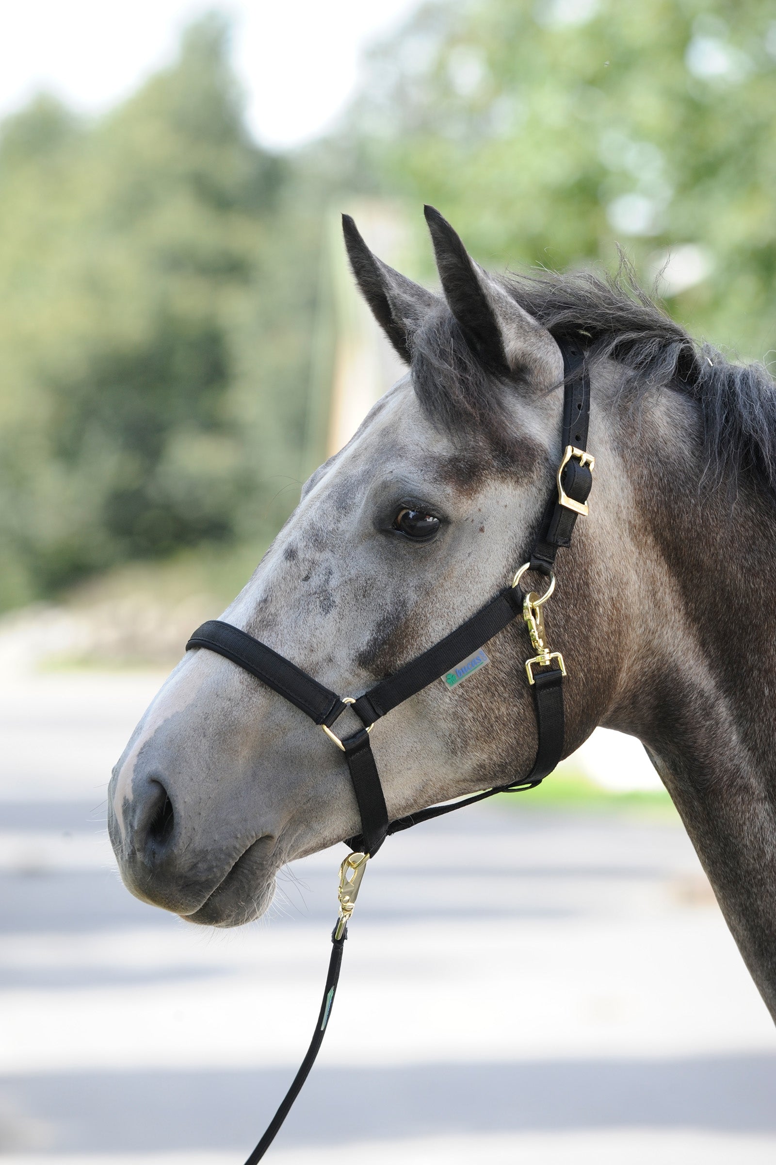 Bucas Licol luxe doublé Dublin Licols & longes