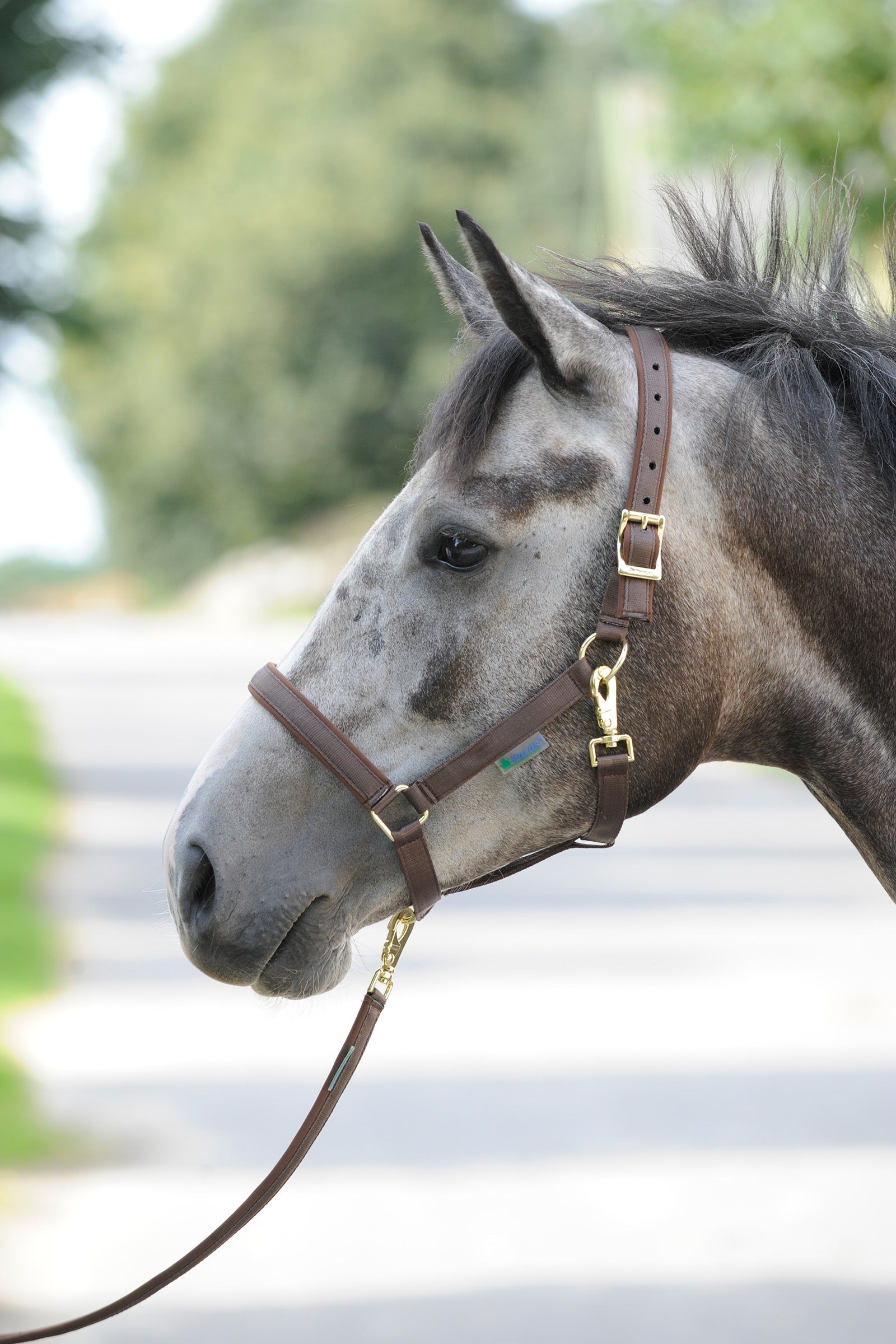 Bucas Licol luxe doublé Dublin Licols & longes