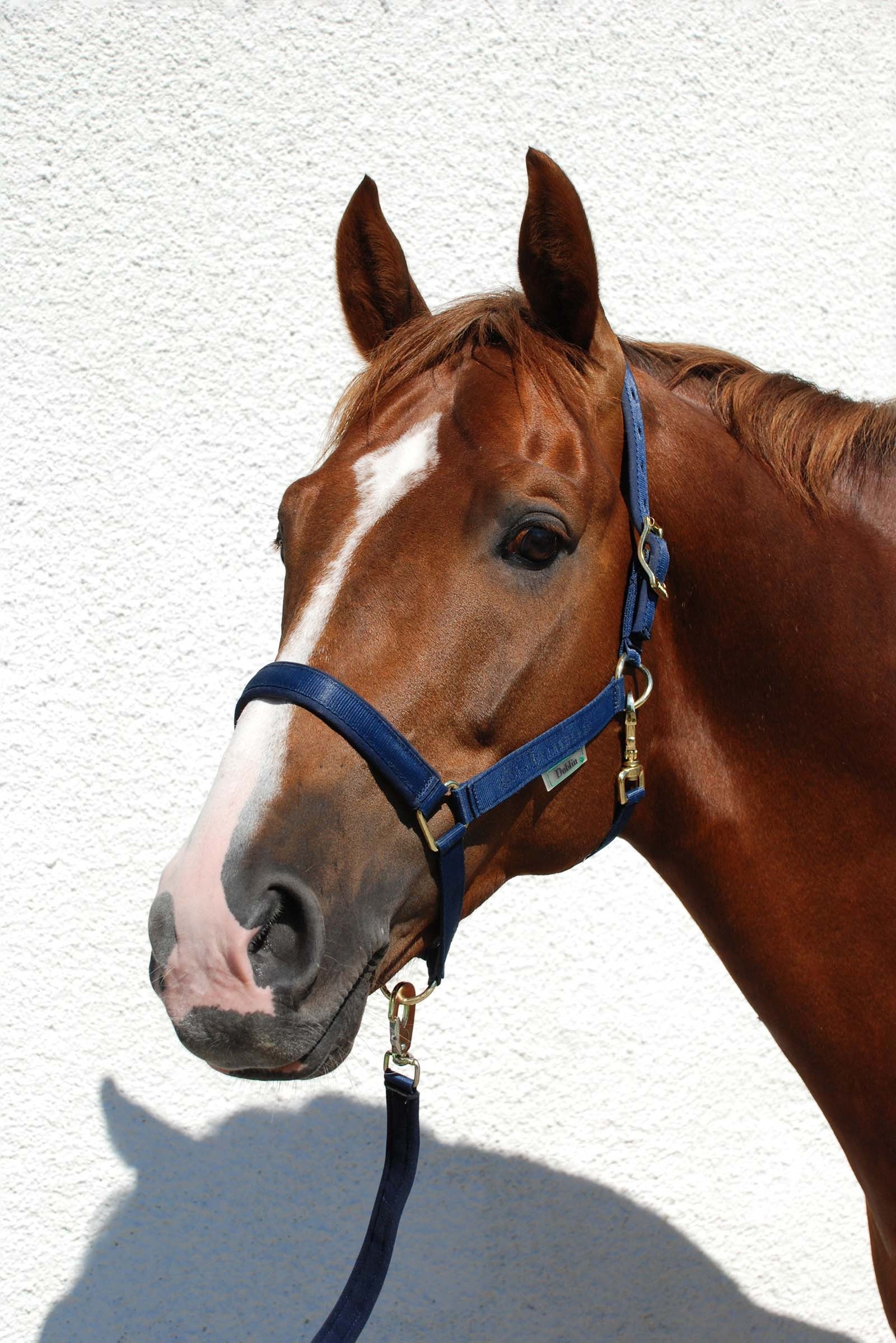 Bucas Licol luxe doublé Dublin Licols & longes