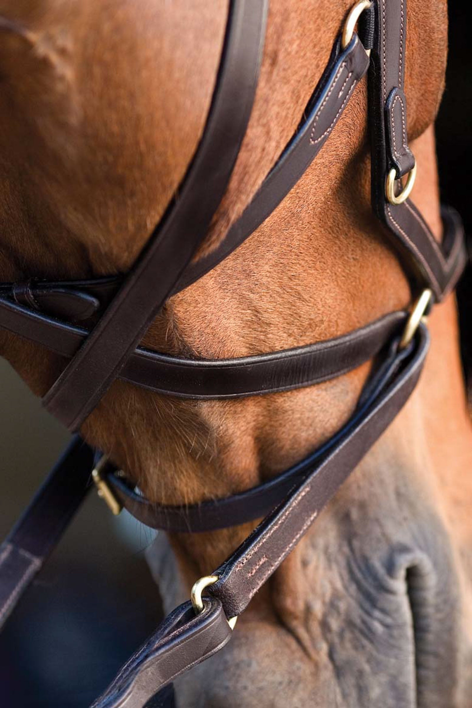 Rive Equestre - HORSEWARE Bridon Micklem® 2 Deluxe avec rênes Rive Equestre - HORSEWARE Bridon Micklem® 2 Deluxe avec rênes