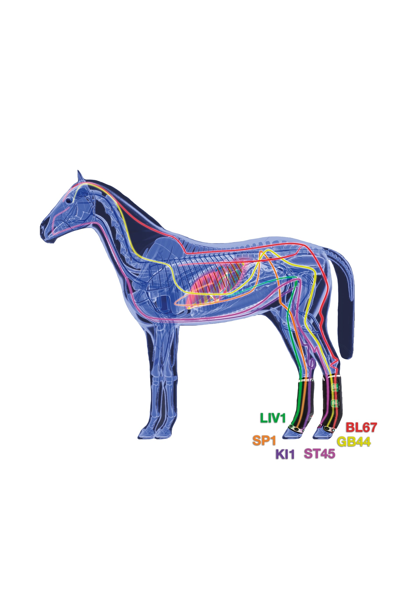 Zandona Therapeutic Wellness Support Boot Air rear Leg Protection & Hoof Protection for Horses