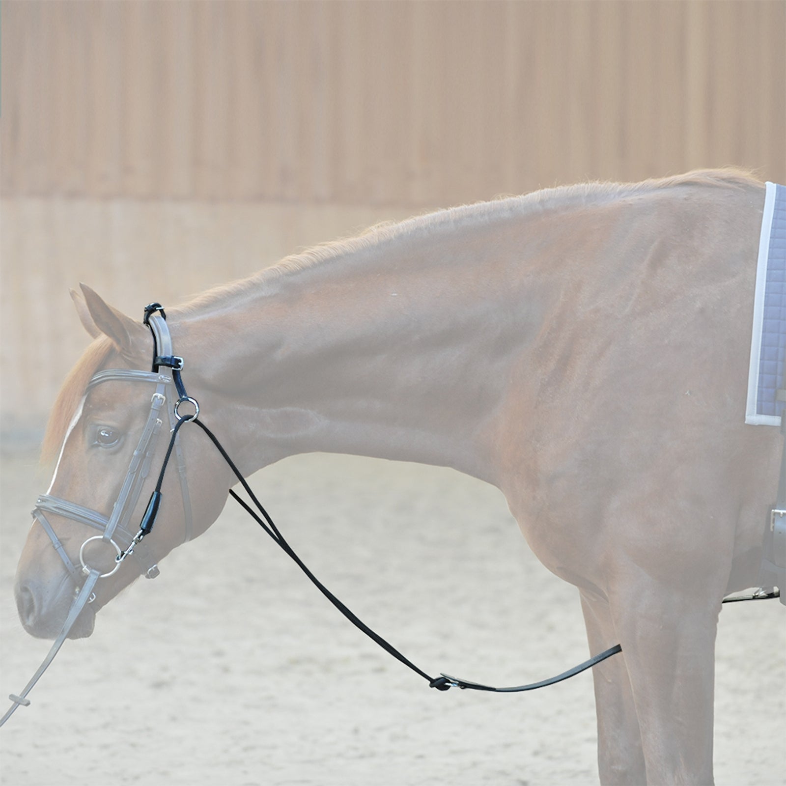 Kavalkade Chambon Horse Training