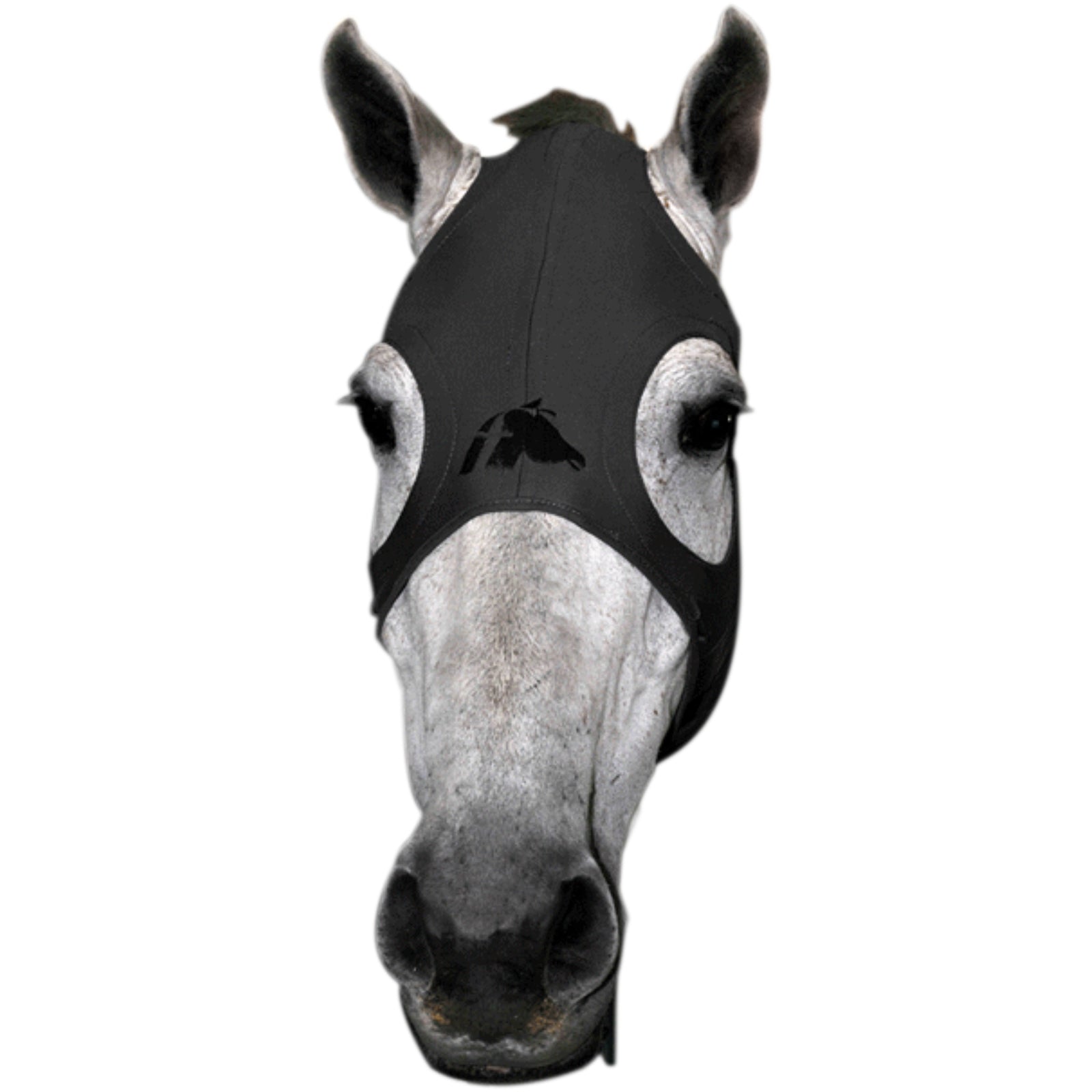 Fenwick Equestrian USA Masque en titane liquid Fenwick Trot attelé