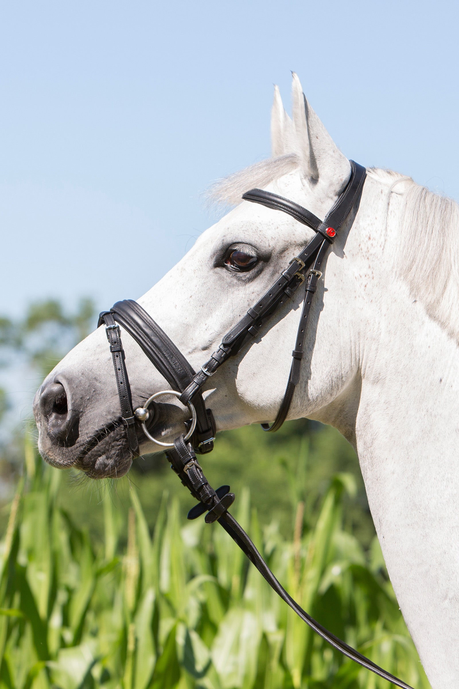 Kieffer Ultrasoft® Economy Bridle Bridles & Reins
