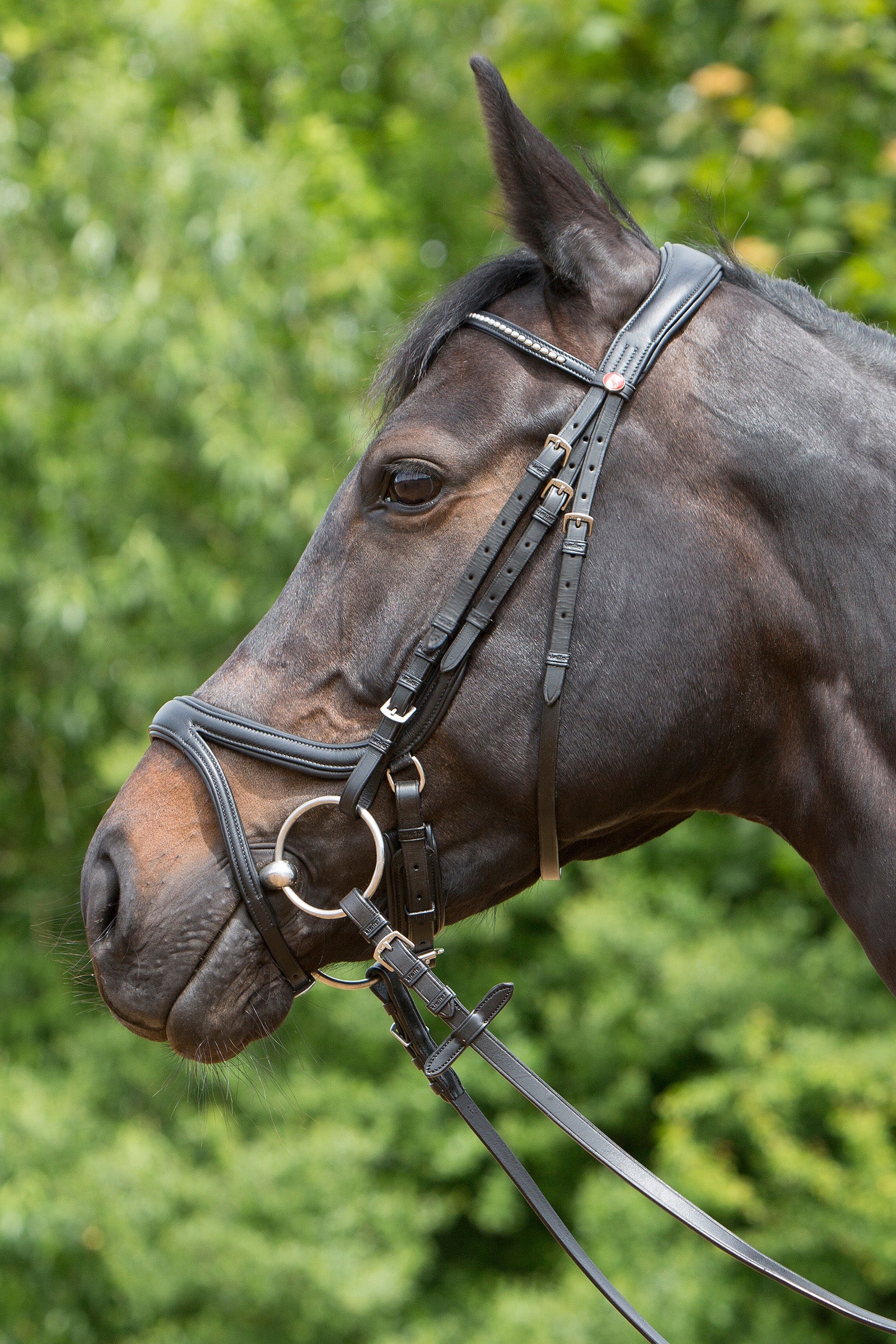 Kieffer Ultrasoft® Tara Bridle Briderie et enrênements