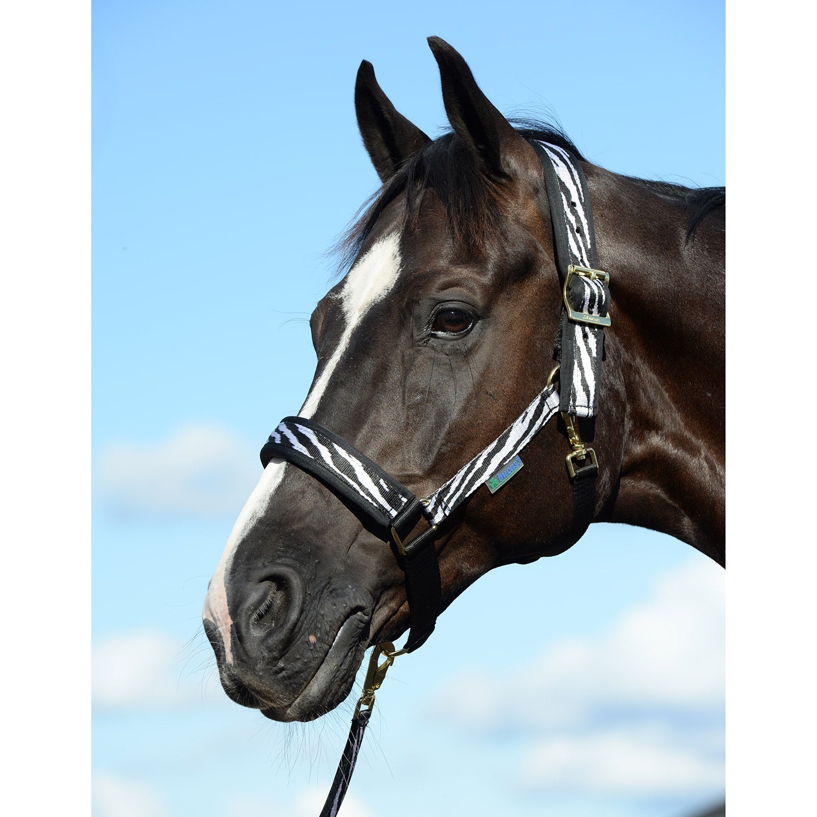 Bucas Comfort Halter Halters & Leads