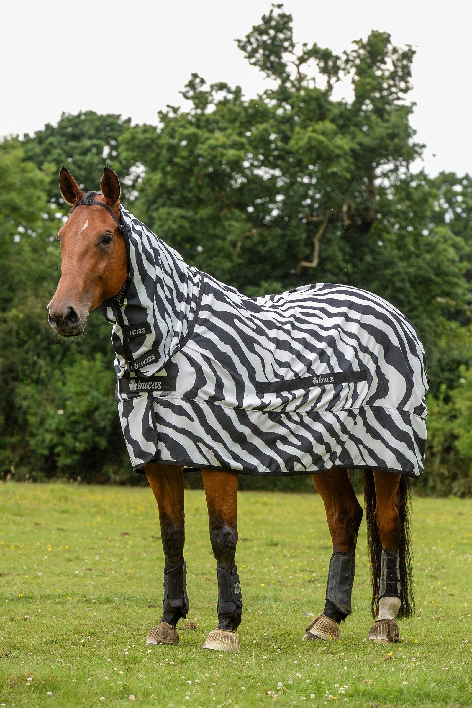 Bucas Sweet-itch Zebra Eczema Rug Pony with fixed Neck Horse Rugs