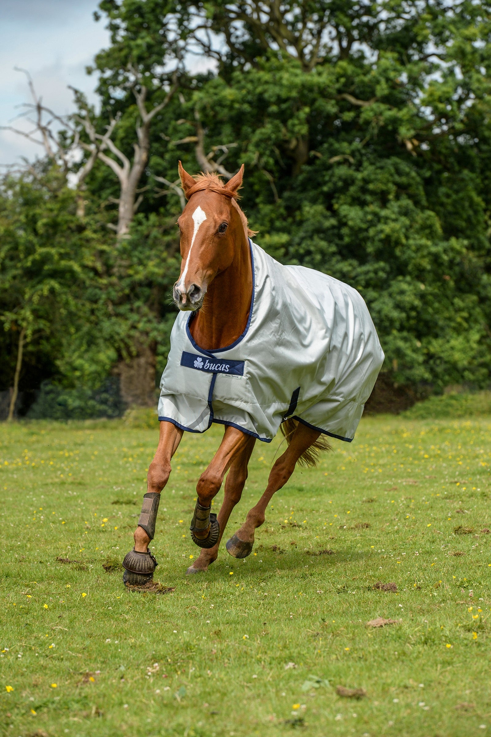 Bucas Couverture d'extérieur Power à haute encolure, 300g Couvertures cheval