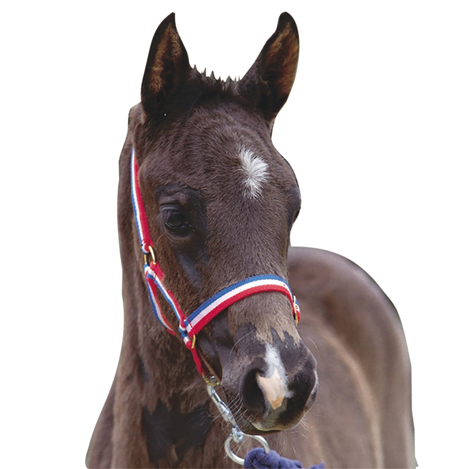 Roma Licol pour poulain Roma Licols & longes